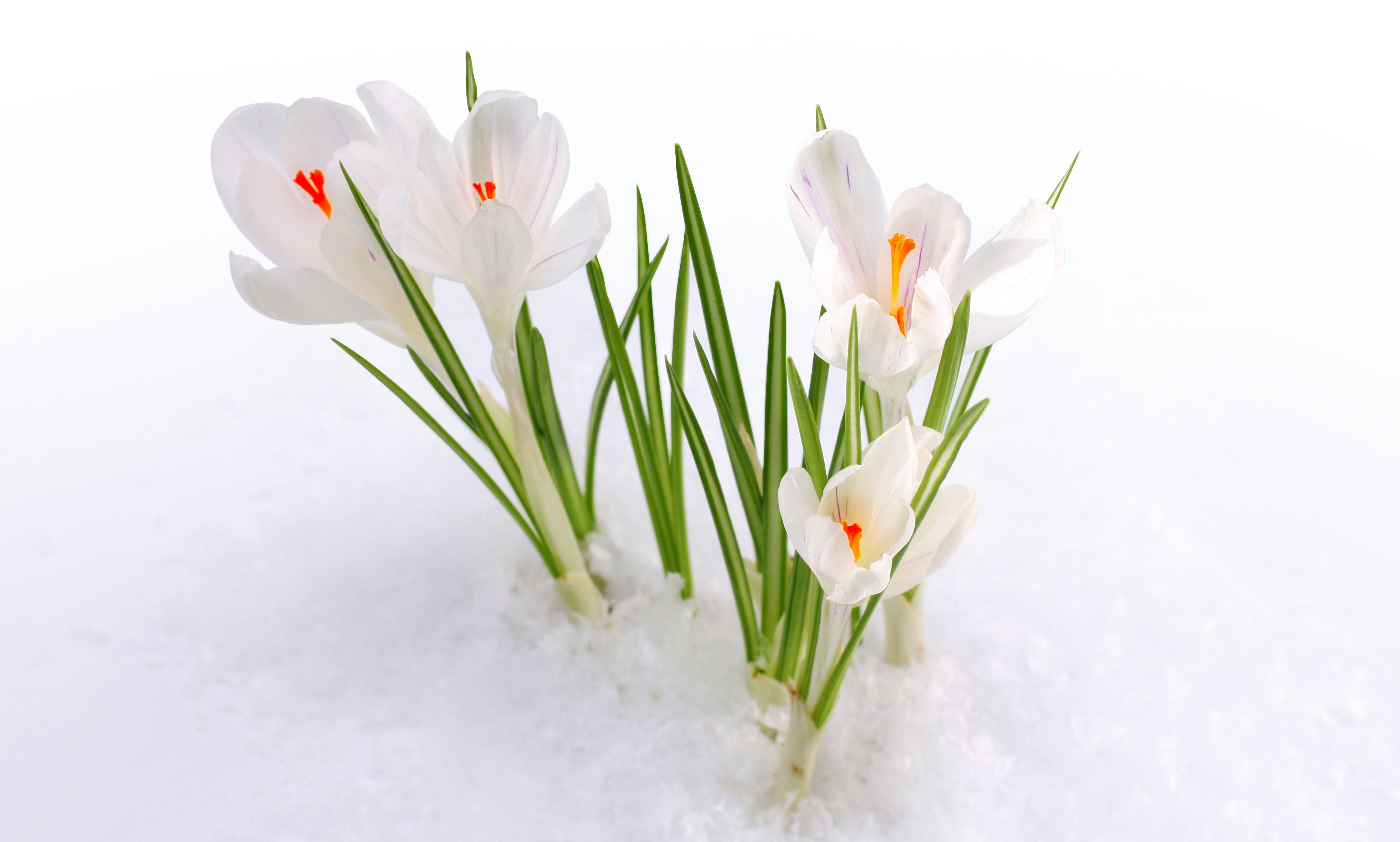 Hoa mùa xuân: Khám phá vẻ đẹp của những loài hoa đặc trưng của mùa xuân, như hoa đào, hoa mai và hoa anh đào. Chúng sẽ làm cho bạn cảm thấy sảng khoái và hạnh phúc.