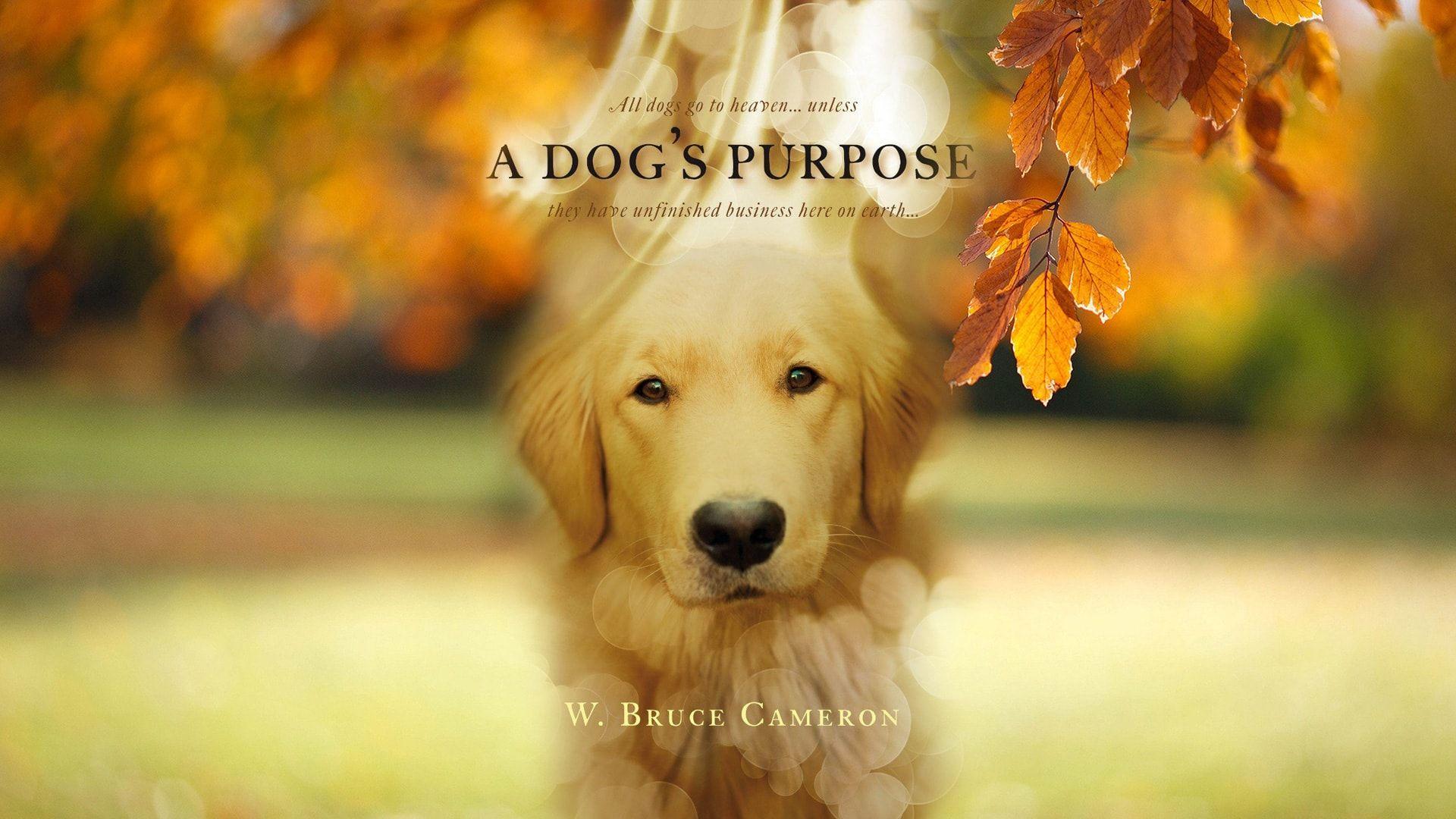 A Dog'S Purpose Wallpapers - Top Free A Dog'S Purpose Backgrounds -  Wallpaperaccess