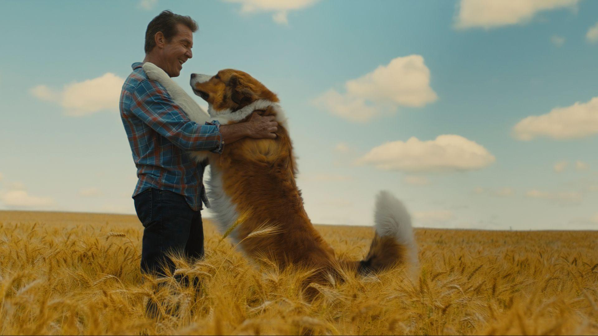 1920x1080 A Dog's Journey Wallpaper