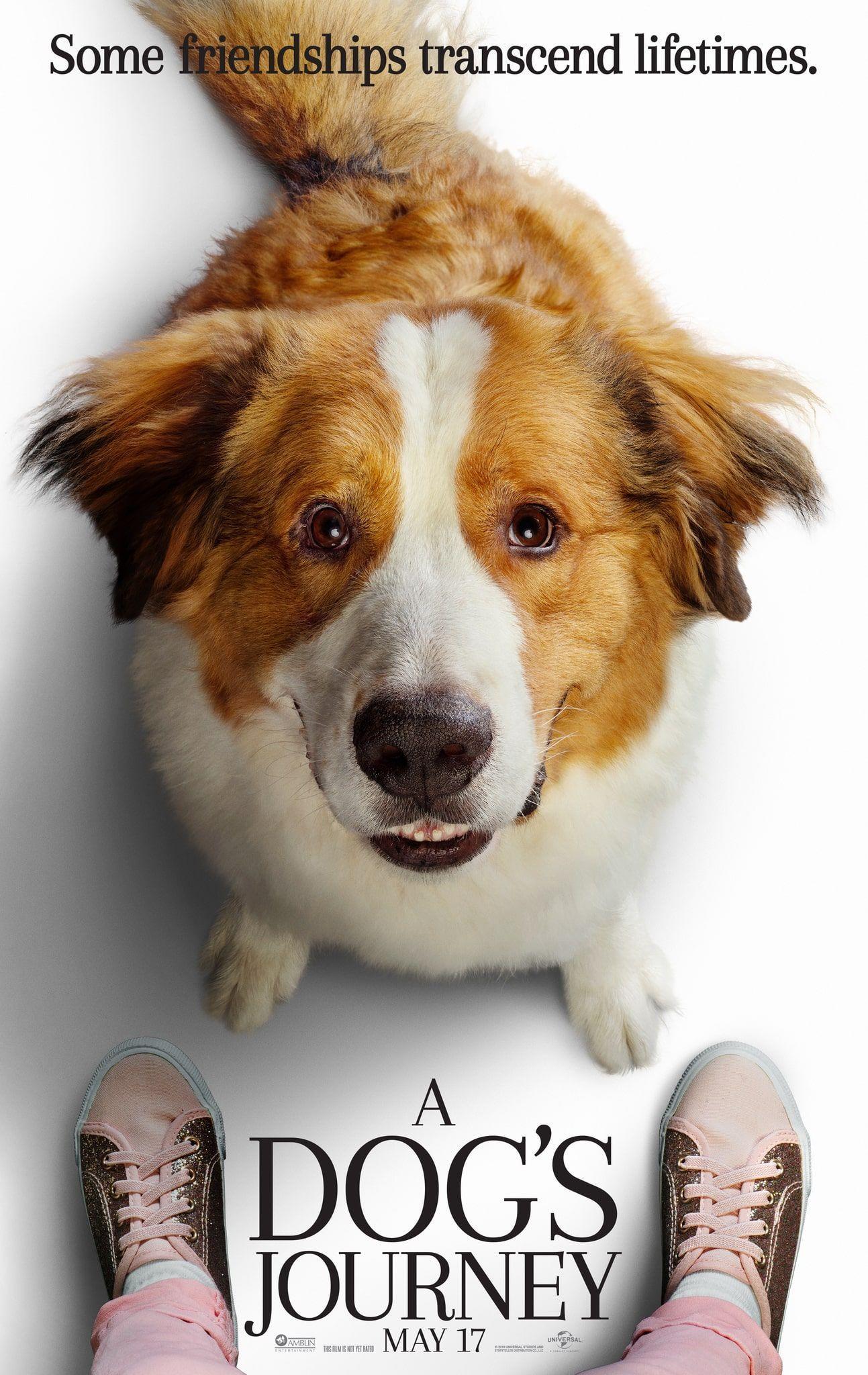 1293x2048 A Dog's Journey HD