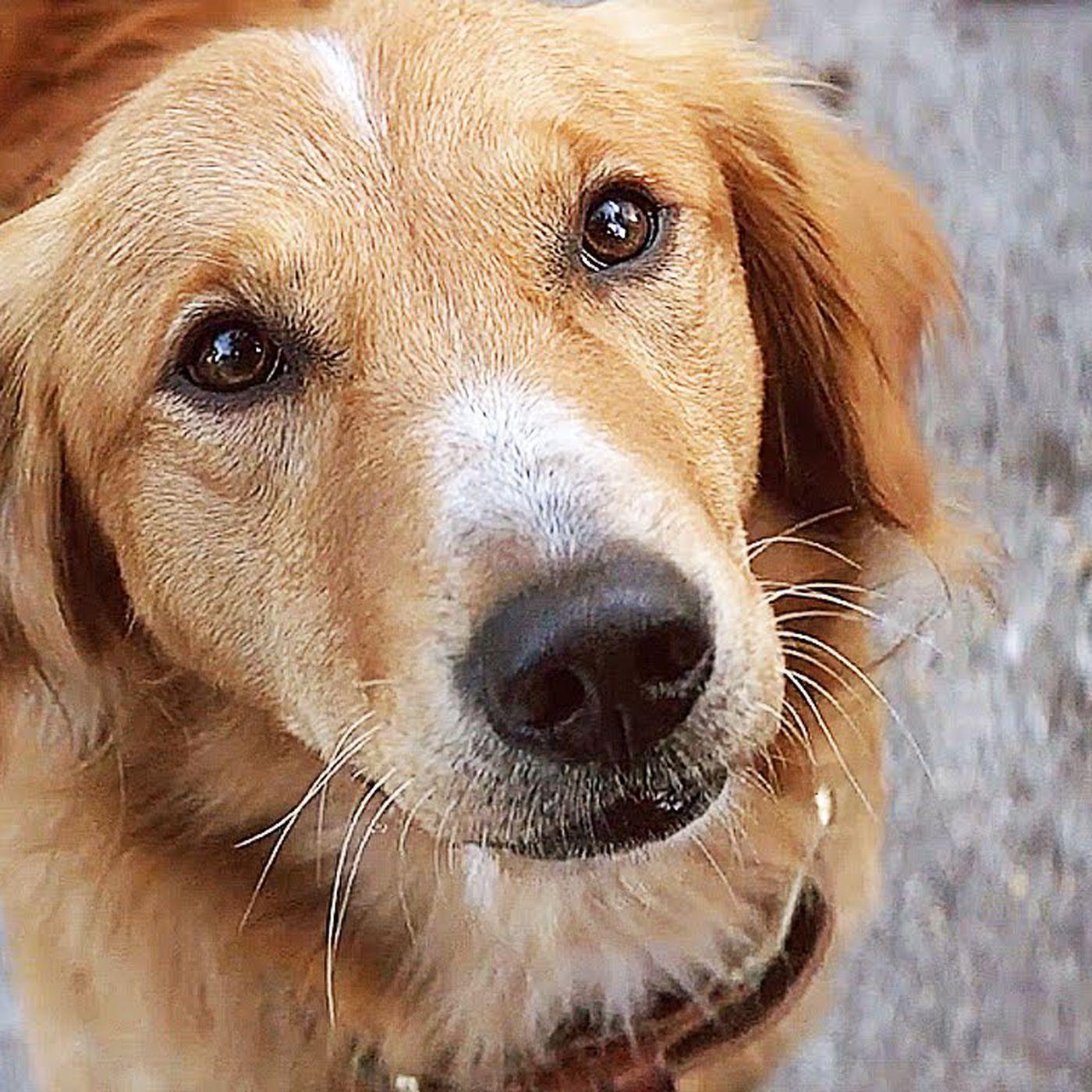 1400x1400 An investigation has found that the A Dog's Purpose viral video