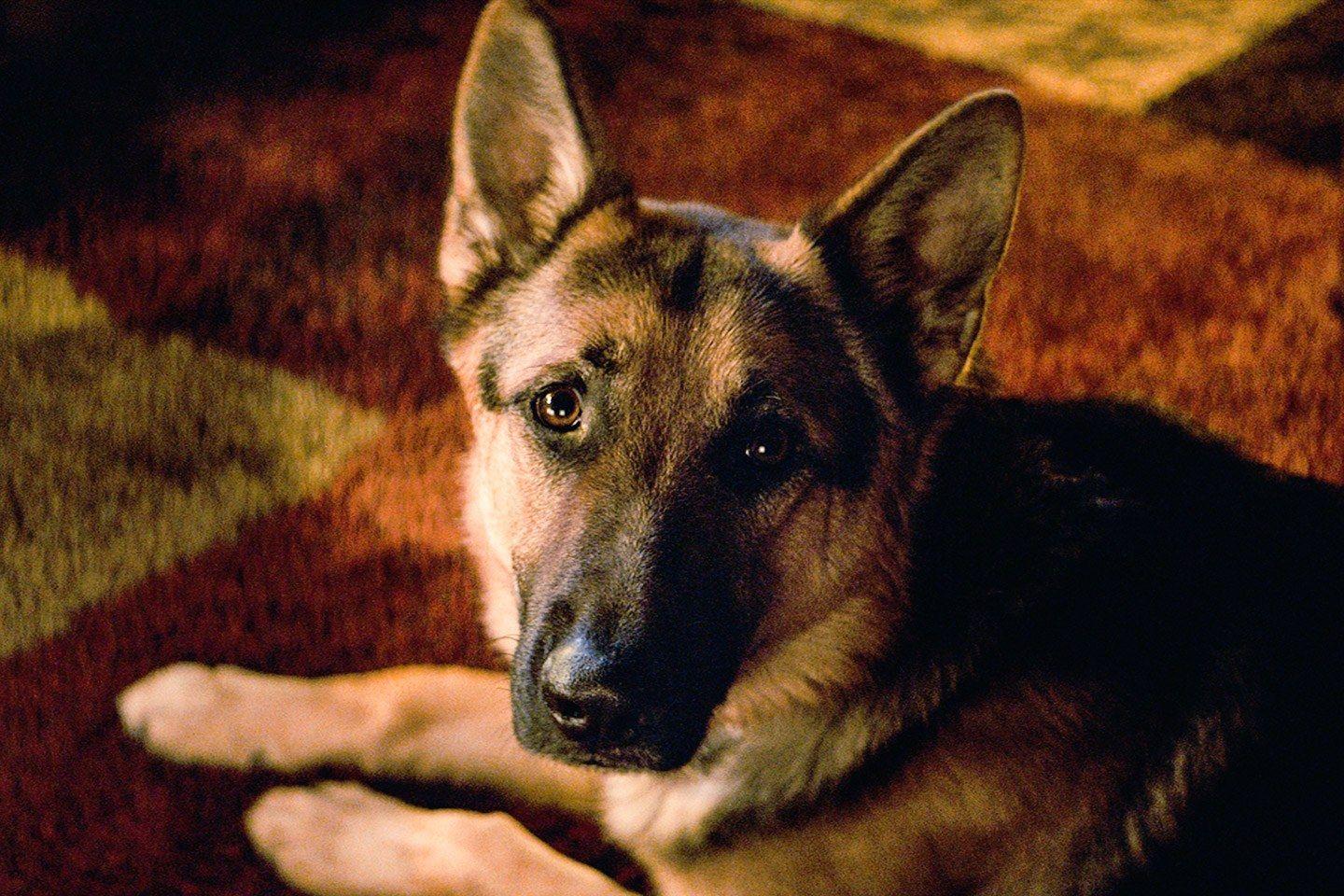 1440x960 A Dog's Purpose wallpaper, Movie, HQ A Dog's Purpose picture