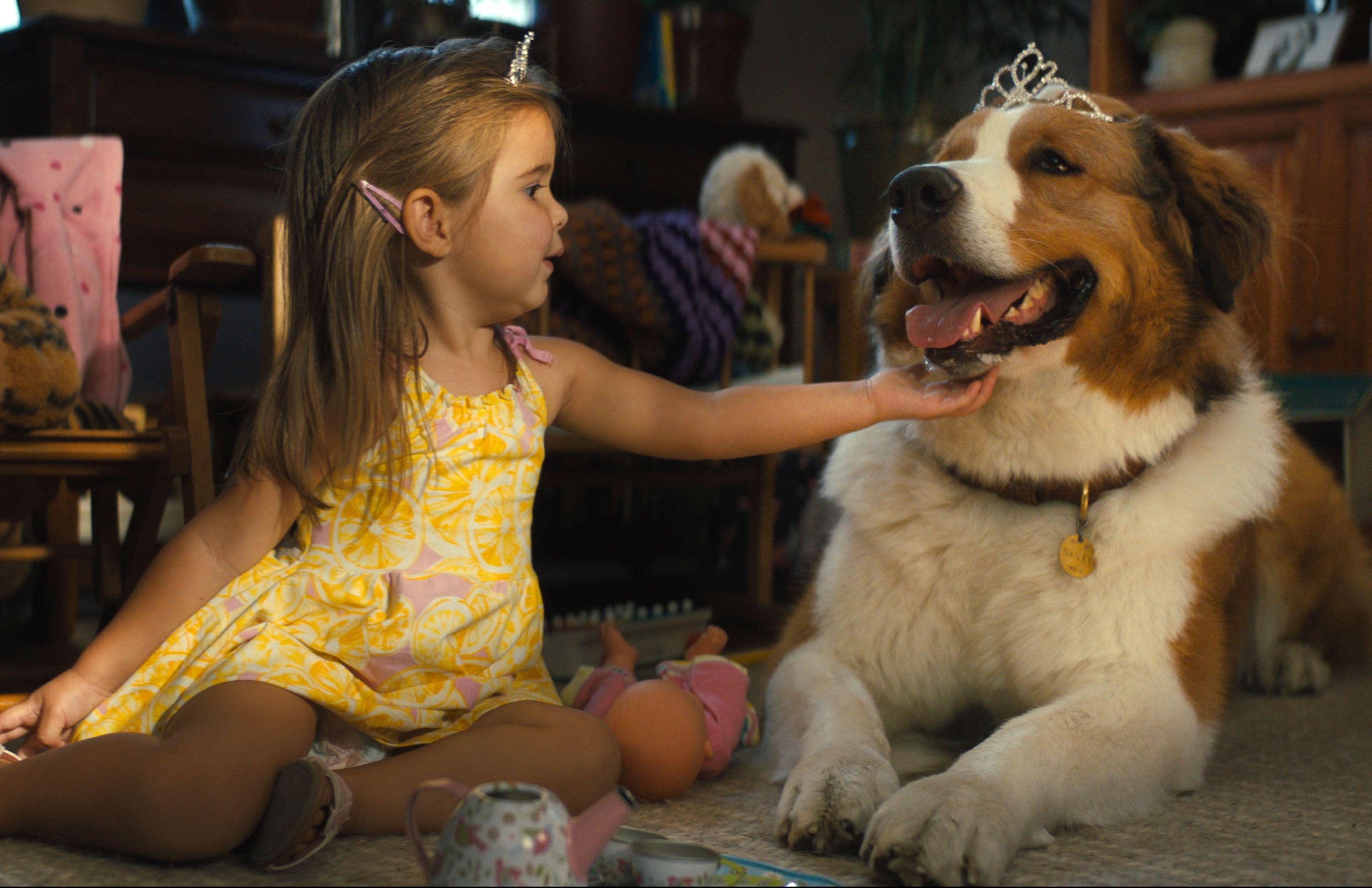 3000x1941 A Dog's Journey Director Gail Mancuo on Making the Leap to Feature