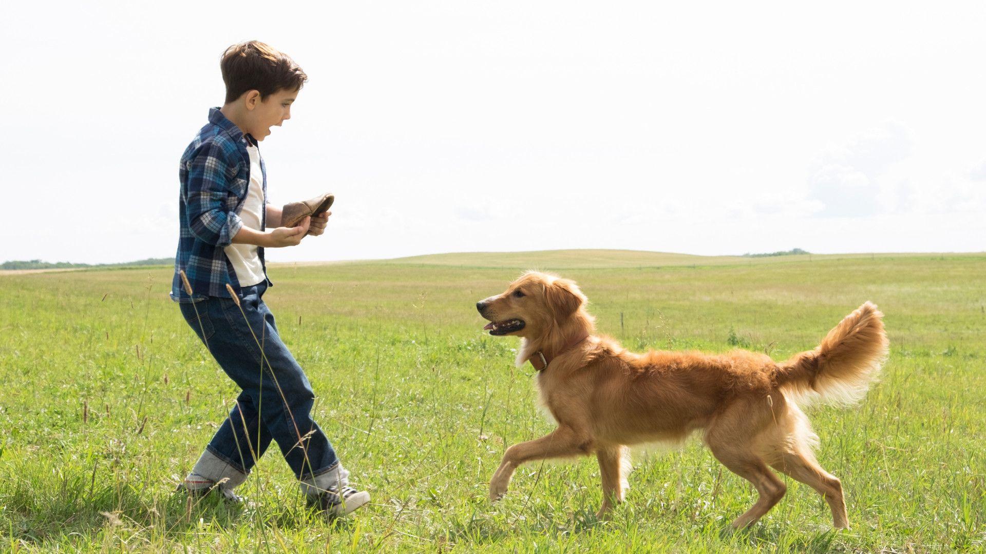 1920x1080 A Dog's Purpose (2017). FilmFed, Ratings, Reviews