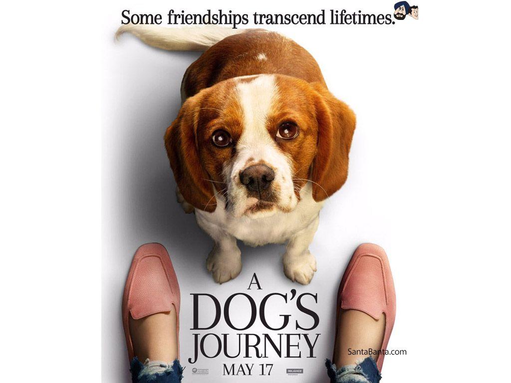 1024x768 A Dogs Journey Movie Wallpaper