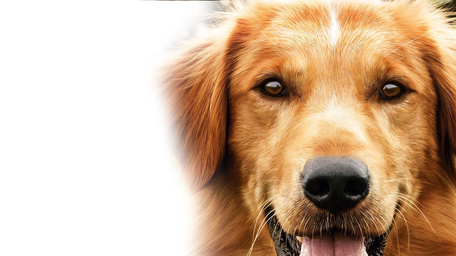 1920x1080 Watch Dog's Purpose, A (En Espanol) Online. Verizon Fios TV