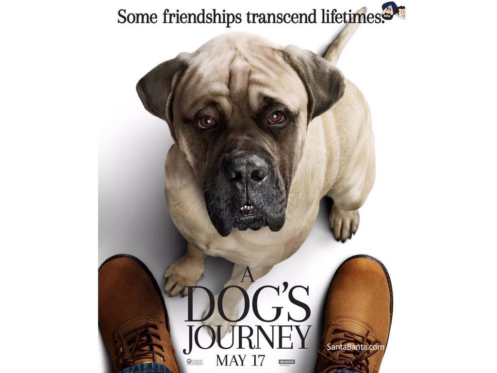 1024x768 A Dog's Journey Wallpaper