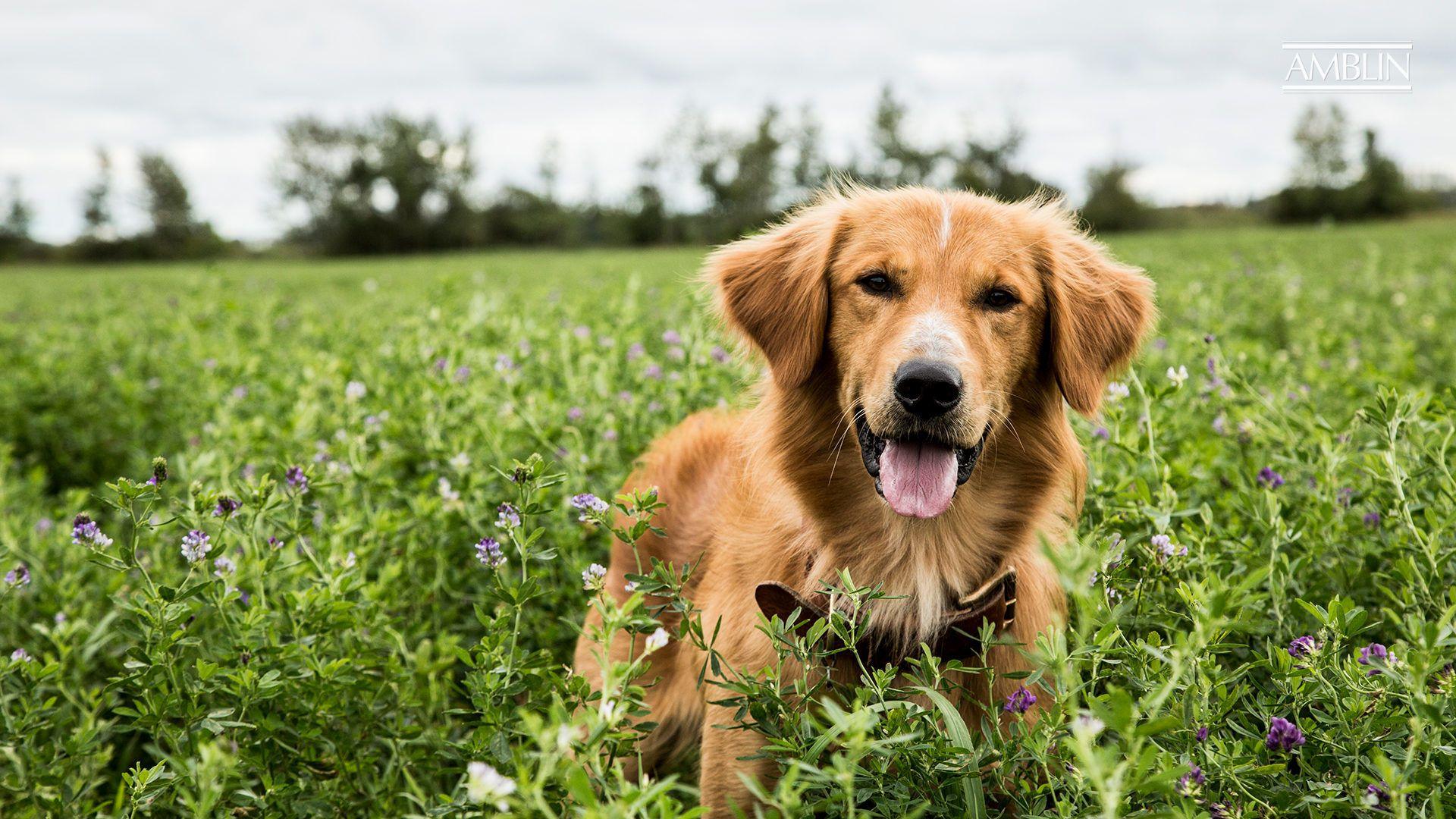1920x1080 Amblin Partners Begins Principal Photography on A Dog's Journey