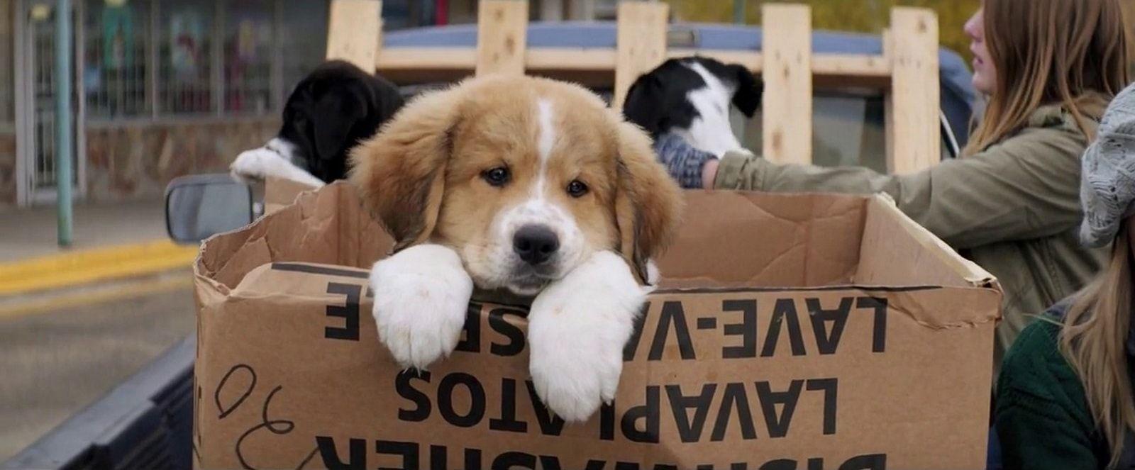 1600x663 Dog Stares Wallpaper