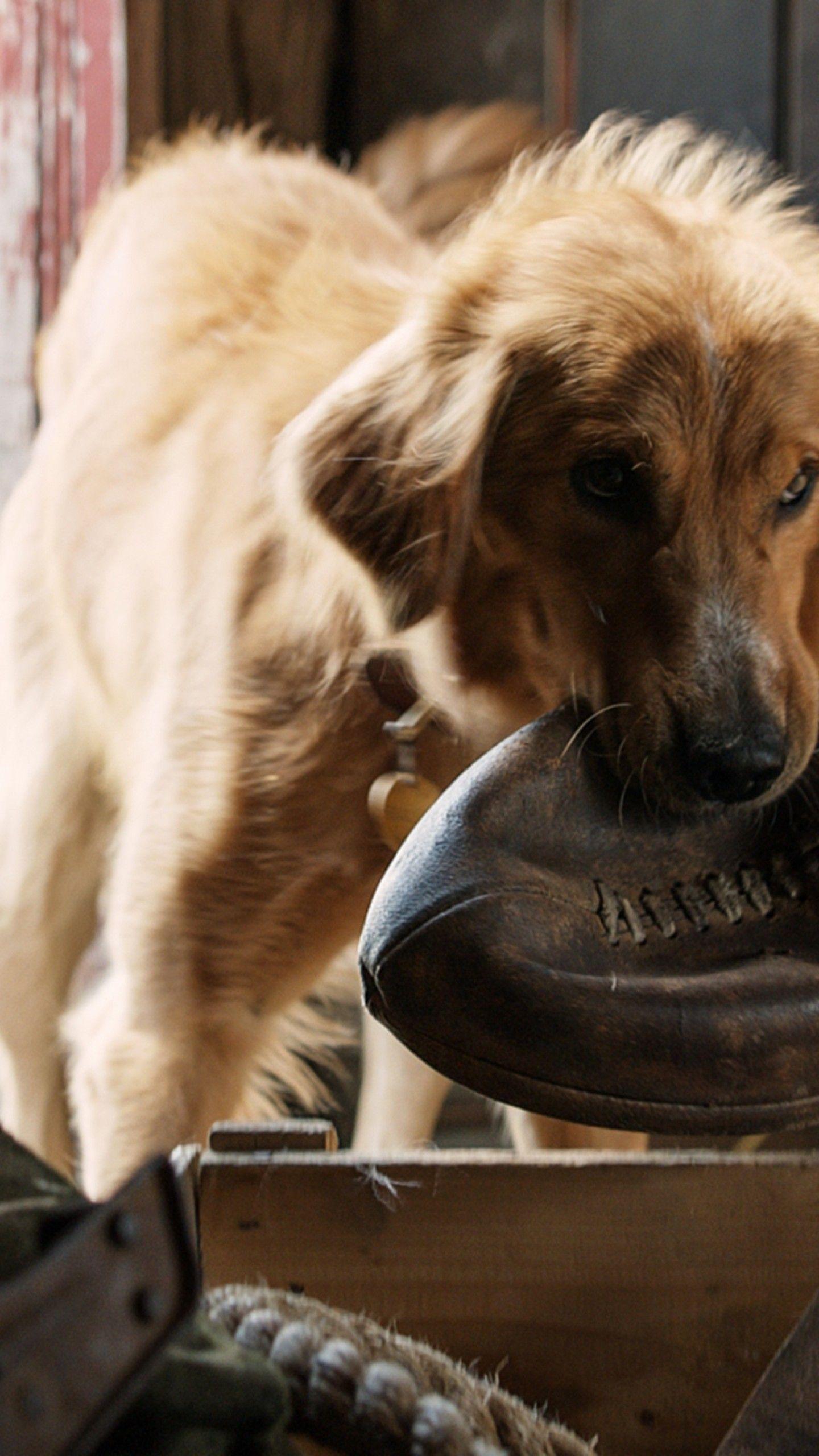 1440x2560 Wallpaper A Dog's Purpose, dog, best movies, Movies