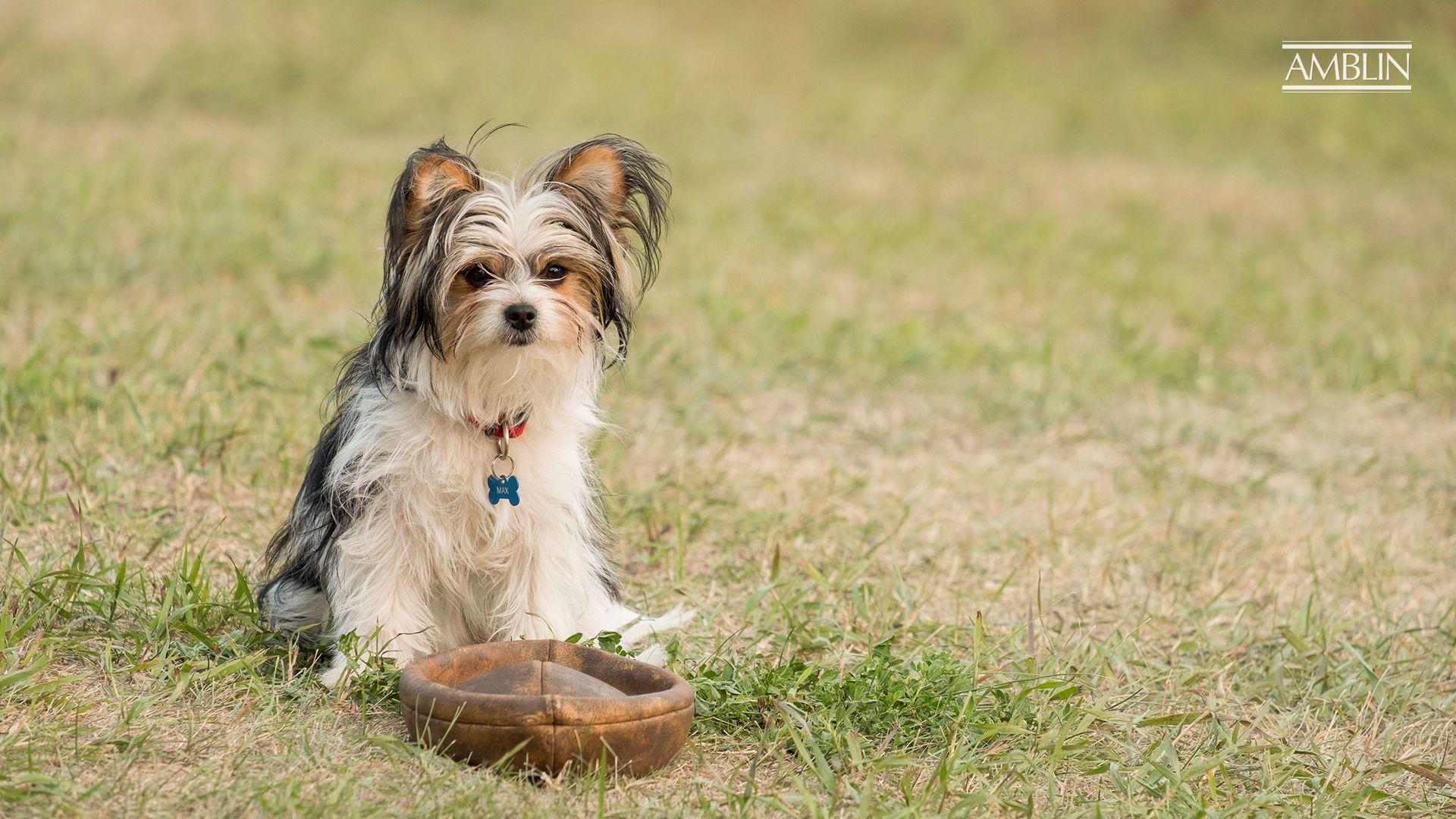 1920x1080 A Dog's Journey (2019) the Movie