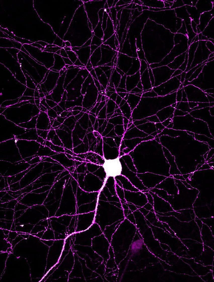 850x1120 The axons and dendrites of a cortical neuron., neurology HD phone wallpaper