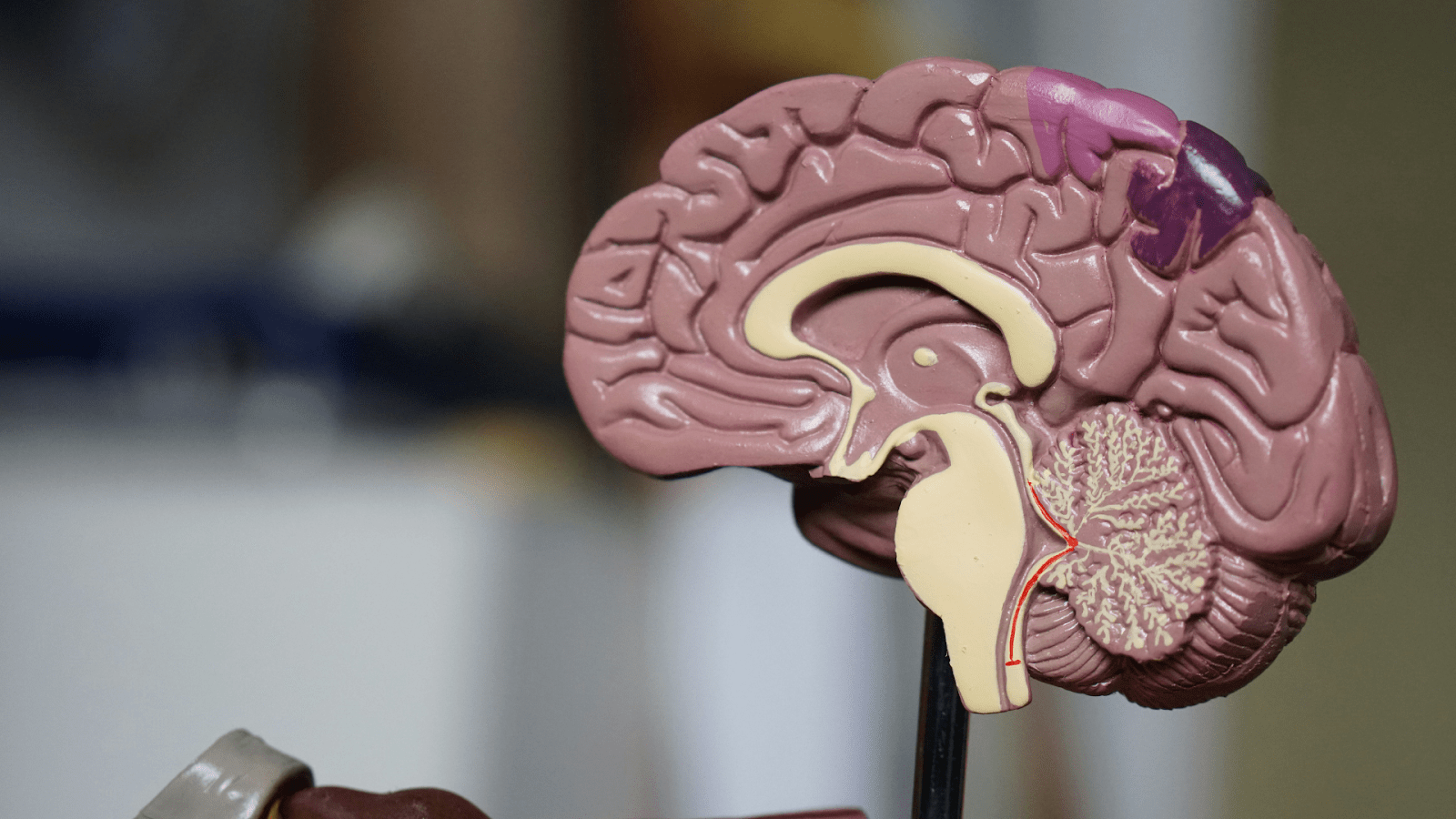 1600x900 Neurologist Specialties: Exploring The Fields Of Brain And Nerve Care