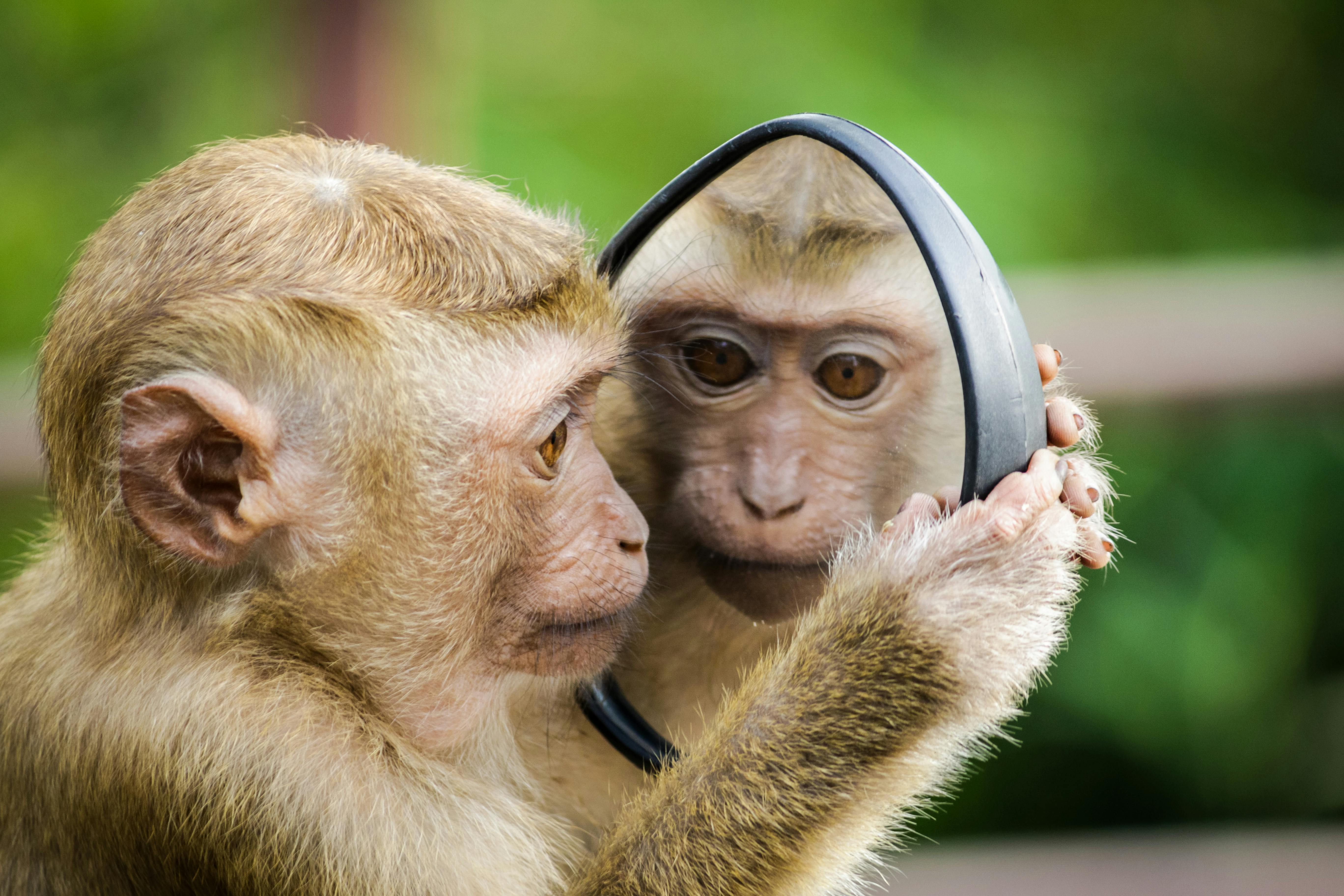 5472x3648 Best Monkey Image · 100% Free Downloads