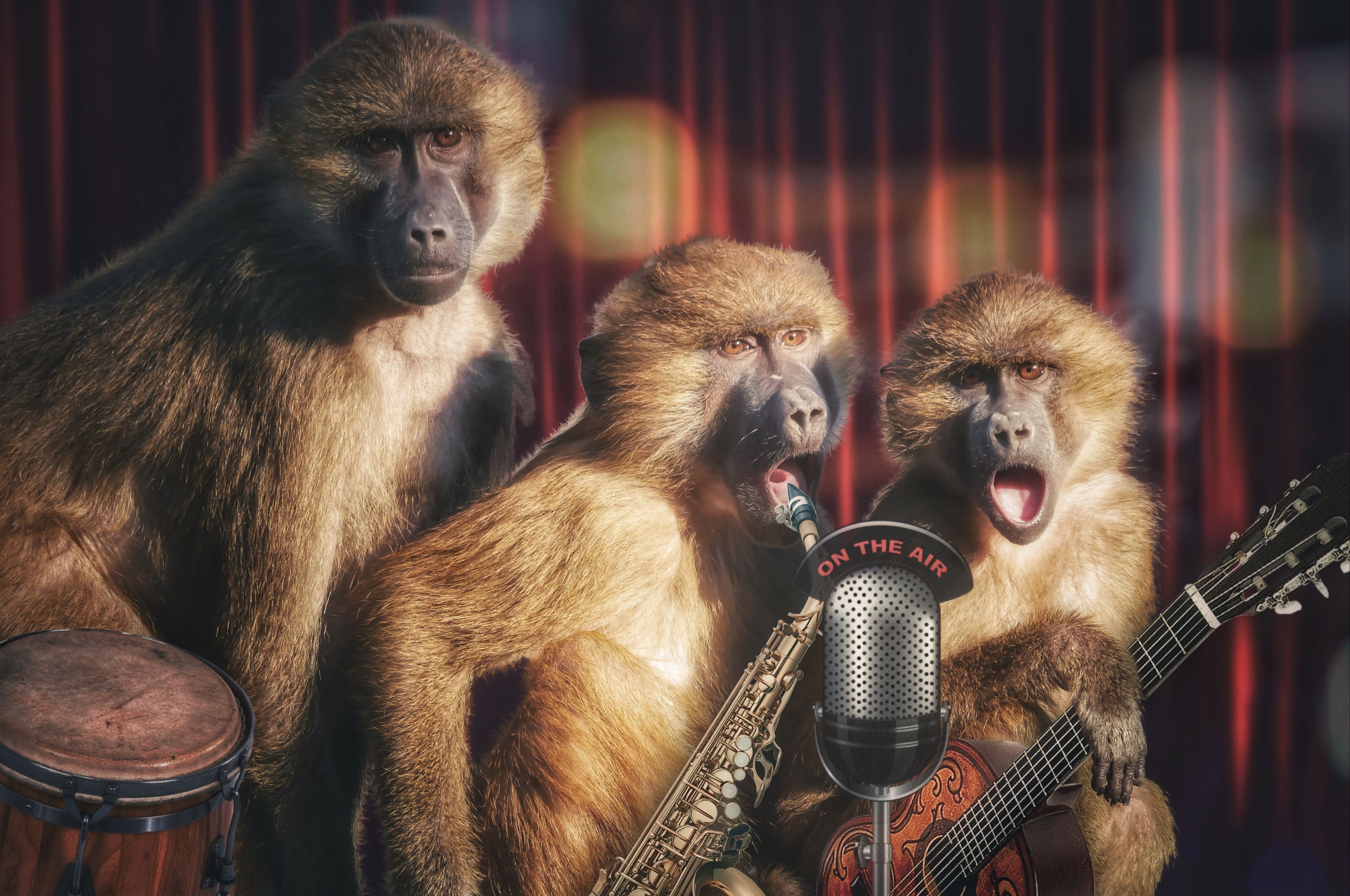 3936x2612 Download Animal Monkey 4k Ultra HD Wallpaper