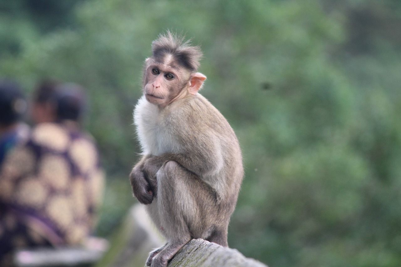1280x853 Monkey Background Animal