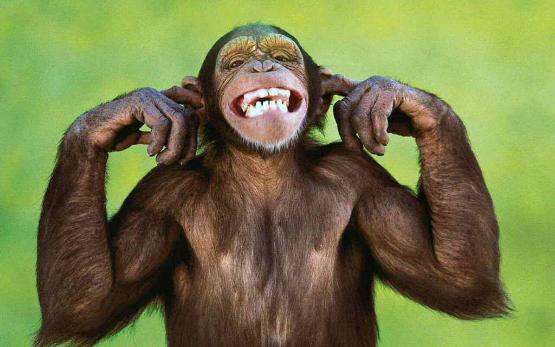 1920x1200 Download Goofy And Cute Monkey Wallpaper