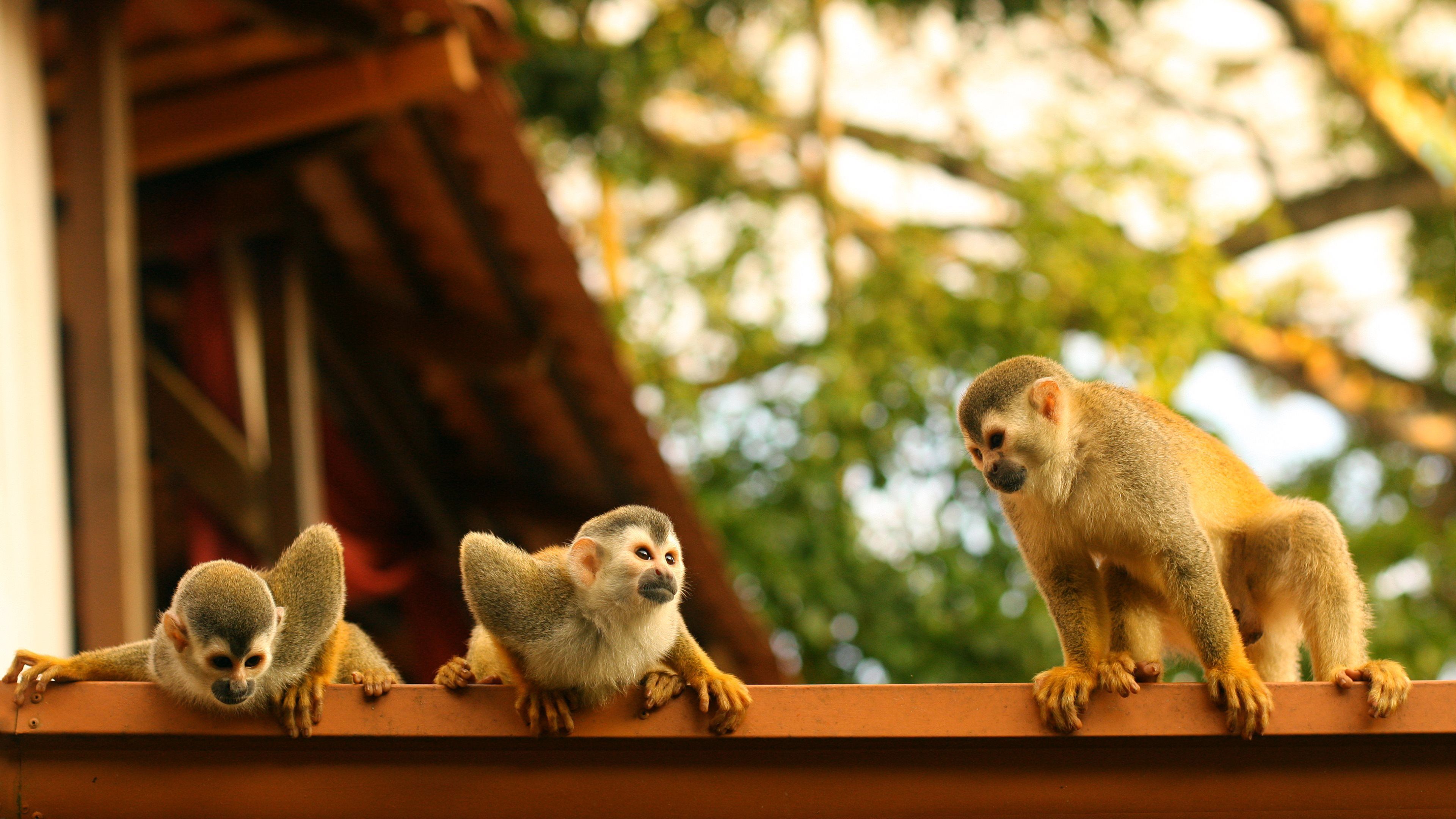 3840x2160 4K Ultra HD Spider Monkey Family in Natural Habitat