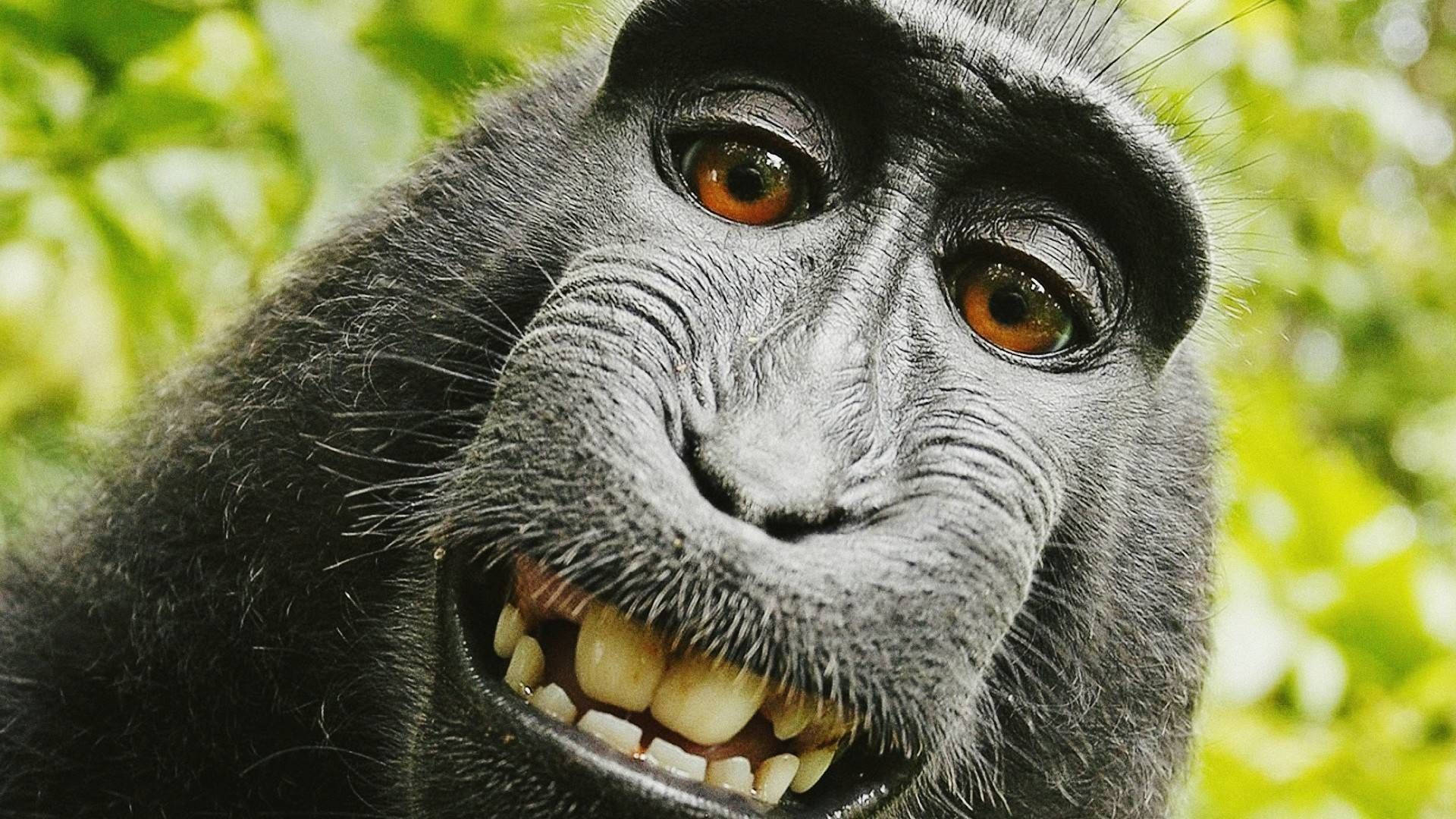 1920x1080 Download Funny Monkey Selfie Shot Wallpaper