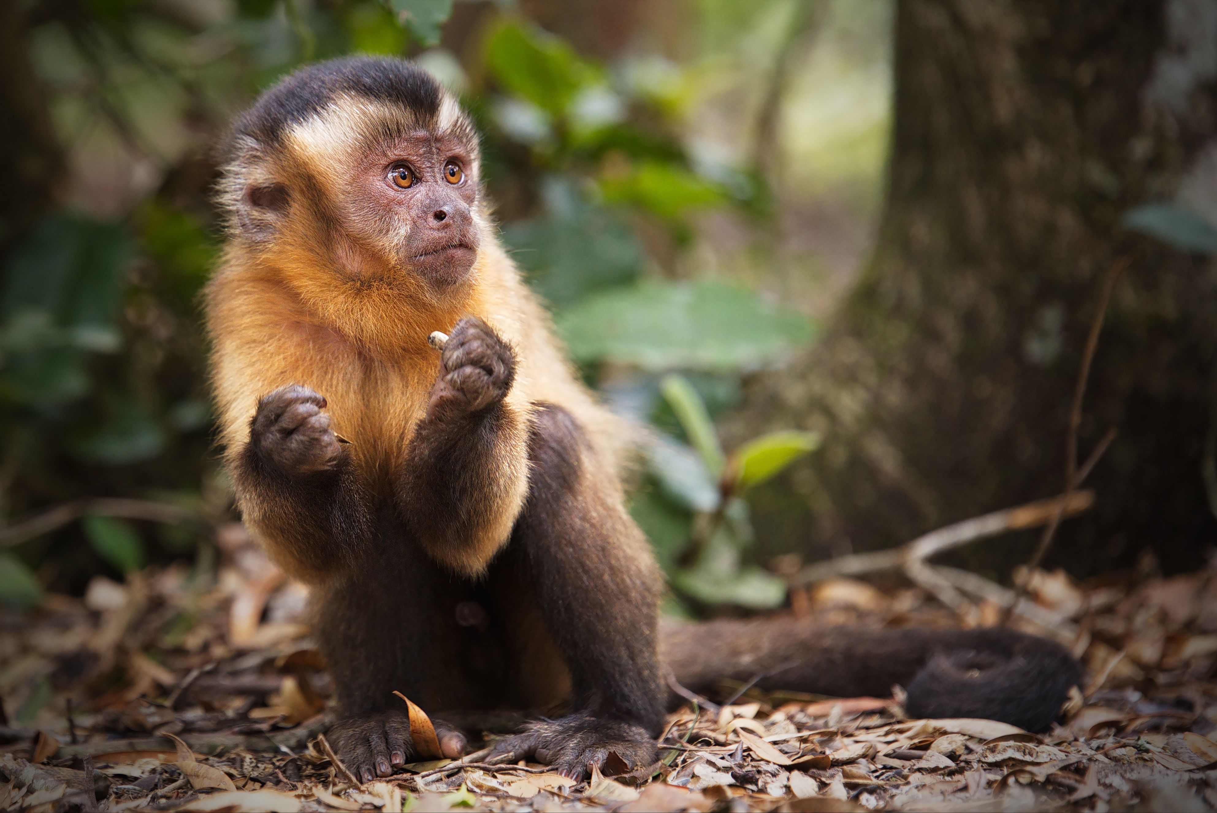 3970x2653 Desktop wallpaper: Animal, Monkey, Capuchin, Monkeys 4K free download for PC. 519011
