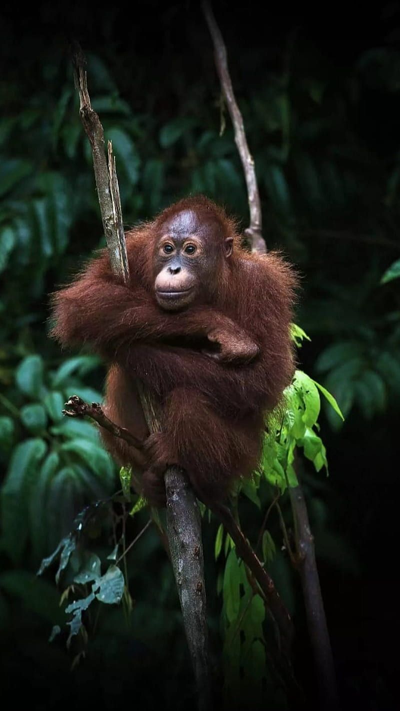 800x1422 Chimpanzee, animal, bananas, funny animal, green leaves, jungle, monkey, nature, HD phone wallpaper