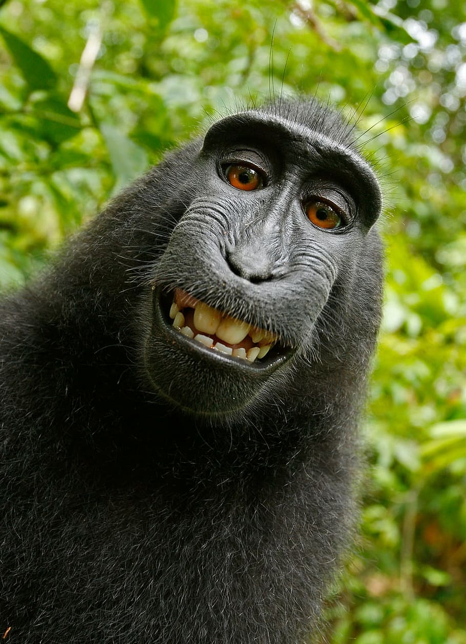 910x1258 Funny monkeys 1080P, 2K, 4K, 5K HD wallpaper free download