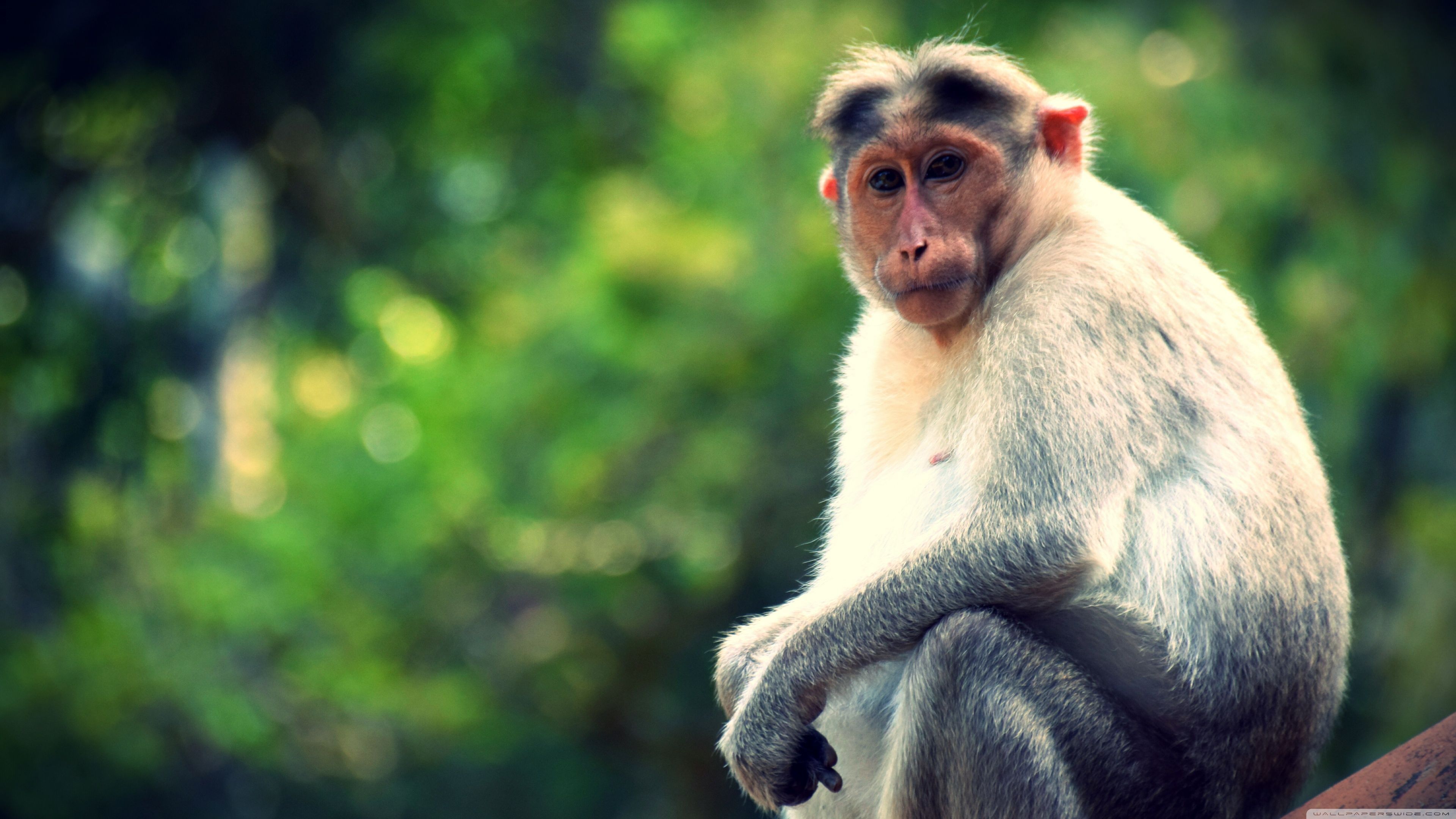 3840x2160 King Monkey 4K UHD Wallpaper for UltraHD Desktop and TV : Widescreen and UltraWide Display : Smartphone and Tablet Devices