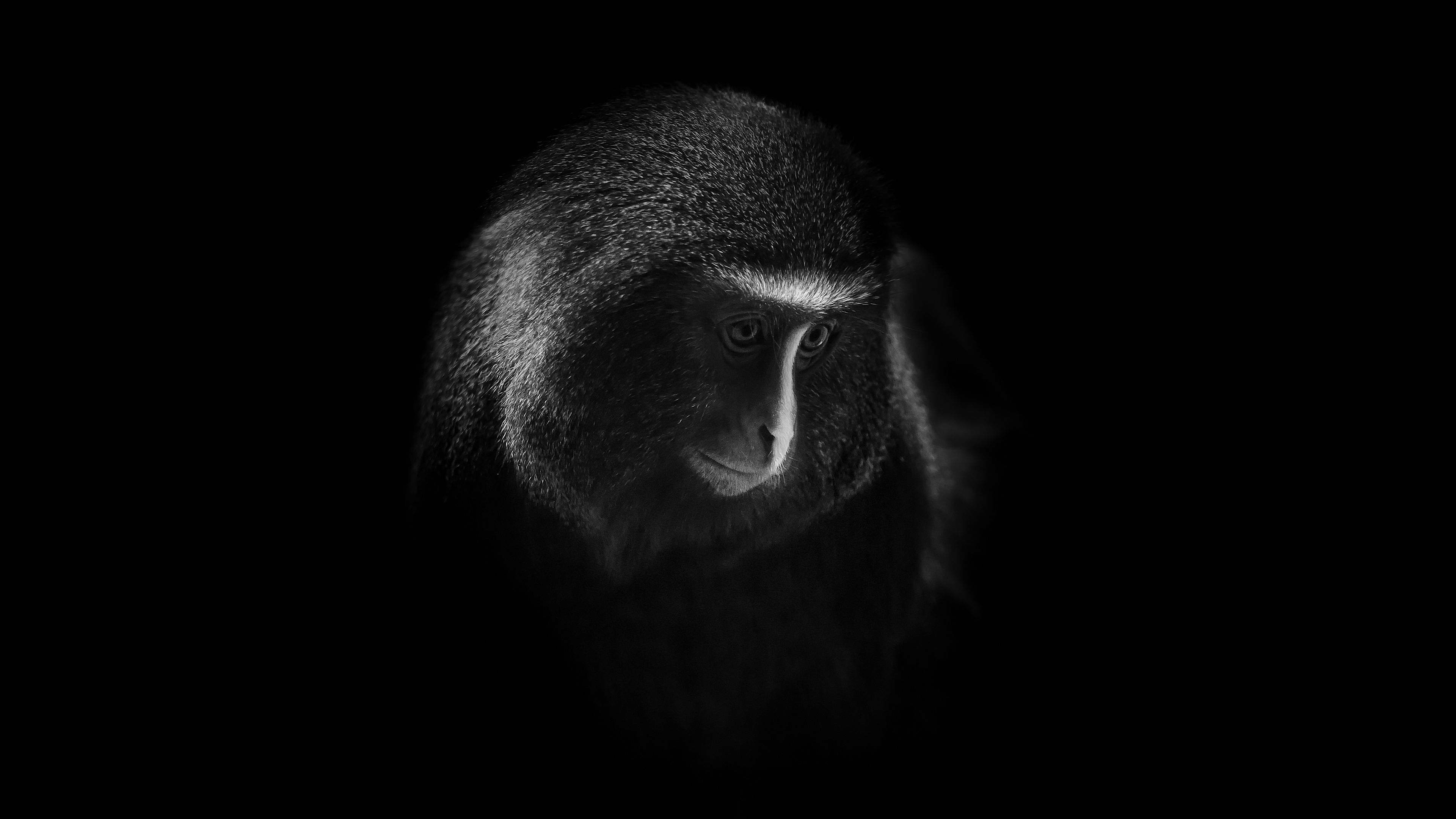 3840x2160 Hamlyn's Monkey Wallpaper 4K, Owl Faced Monkey, Dark