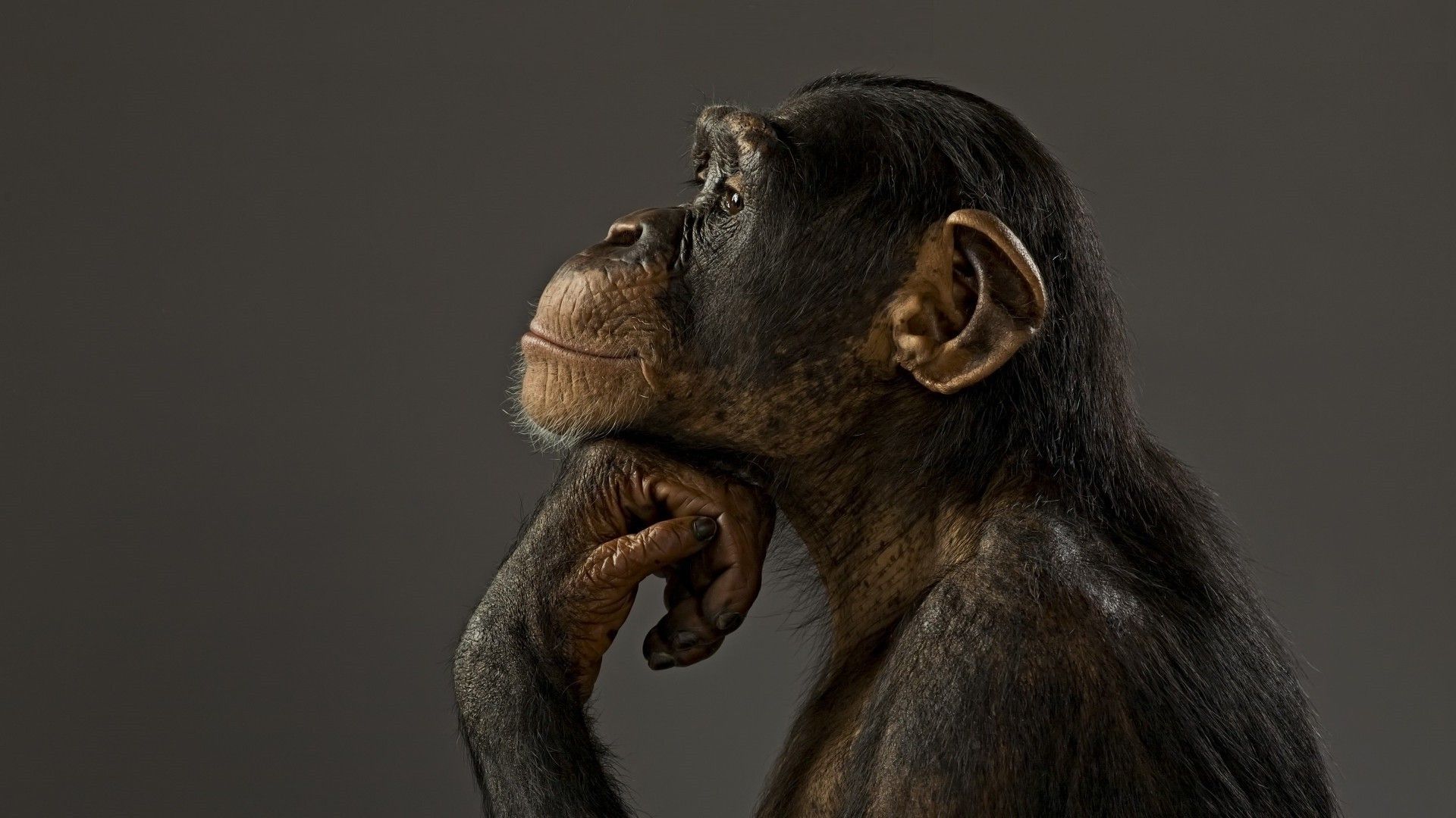 1920x1080 Wallpaper Of Monkeys