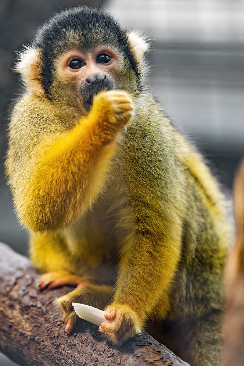 800x1200 Squirrel monkey, monkey, animal, wildlife, HD phone wallpaper