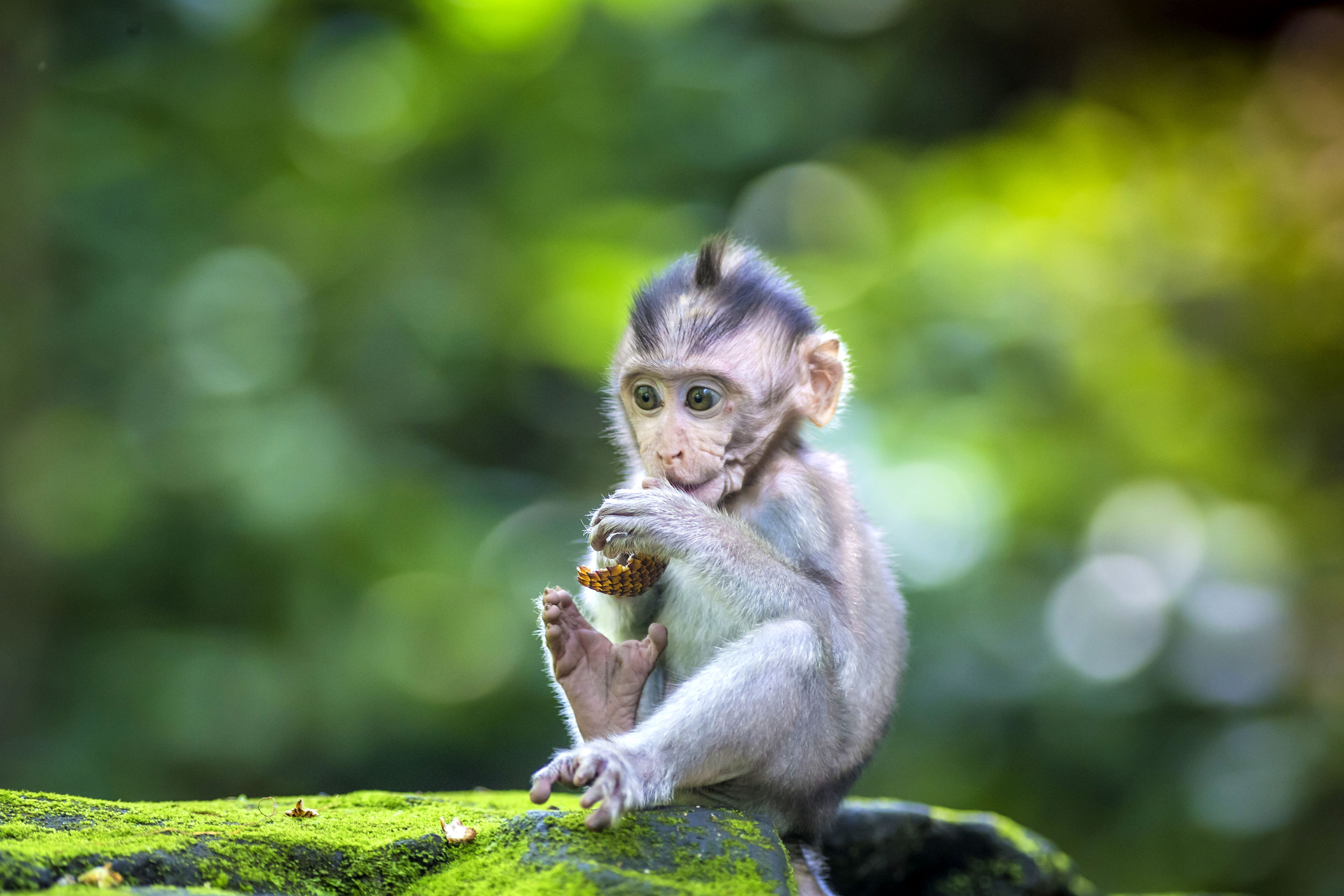 4800x3200 Curious Baby Monkey