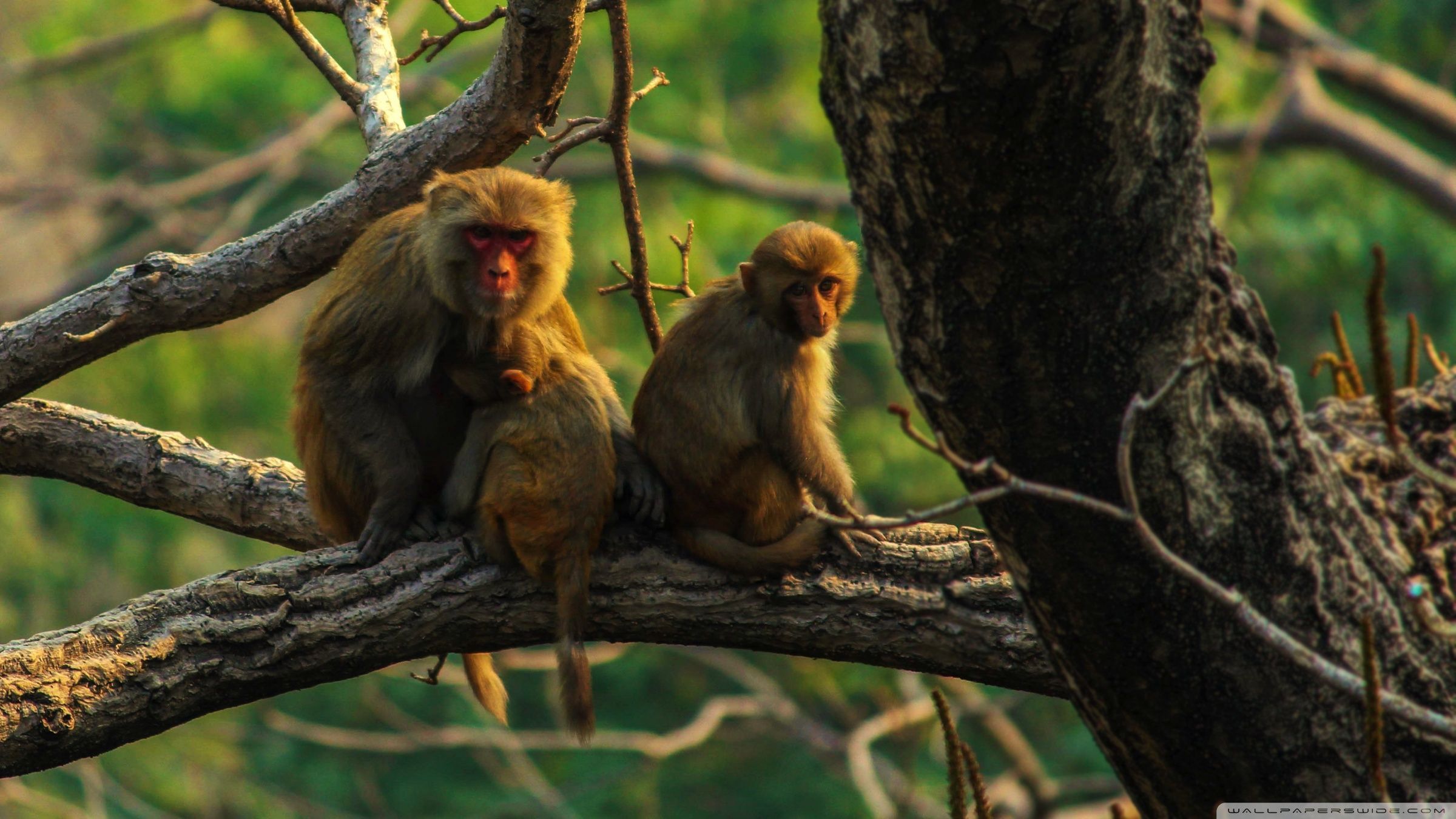 2400x1350 Monkey 4K UHD Wallpaper for UltraHD Desktop and TV : Widescreen and UltraWide Display : Smartphone and Tablet Devices