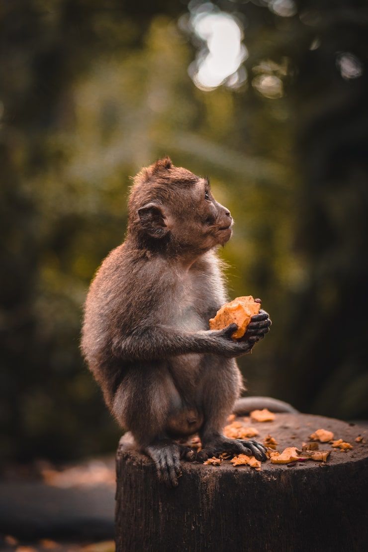 740x1110 k micro monkey Image