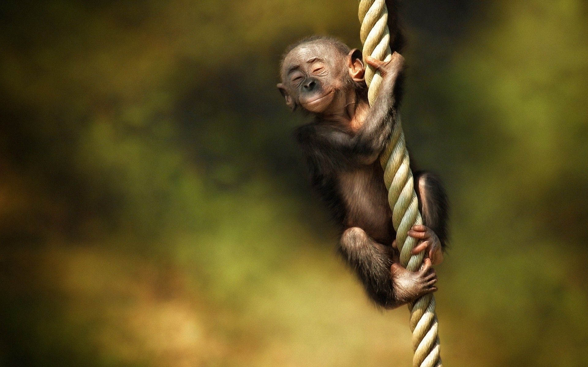 1920x1200 Monkey Wallpaper