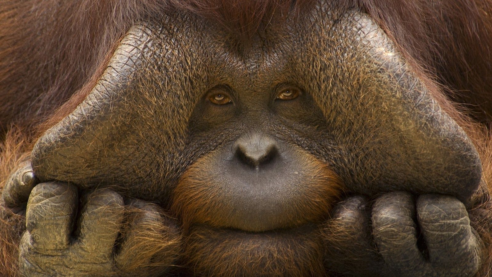 1600x900 Ugly Monkey Wallpaper, HD Ugly Monkey Background
