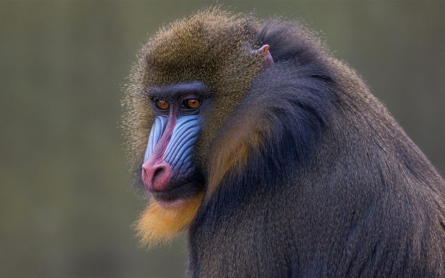 1440x900 Wallpaper Monkey, face, wildlife, primates 3840x2160 UHD 4K Picture, Image