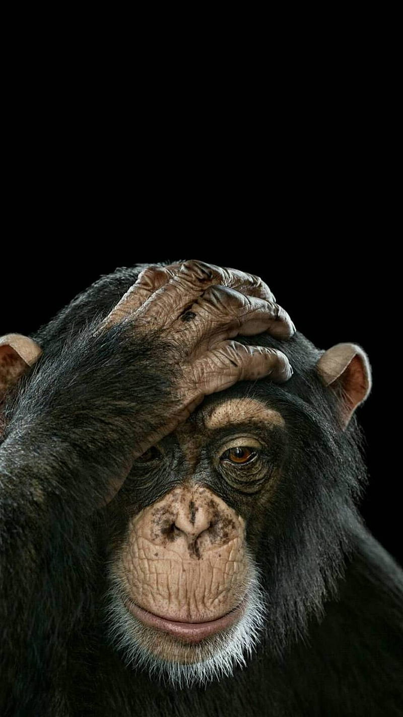 800x1422 Monkey, monkeys, HD phone wallpaper