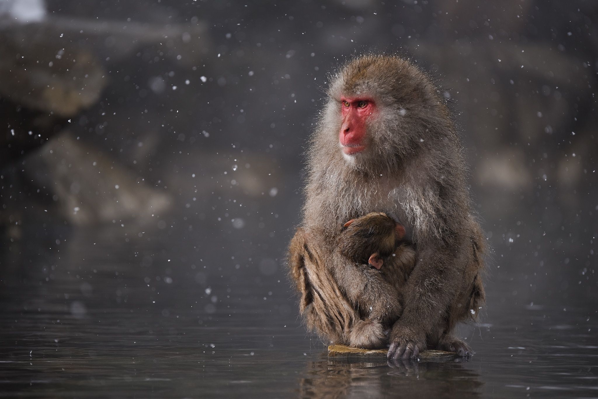 2048x1367 Phone wallpaper: Monkey, Animal, Japanese Macaque, Monkeys 372973