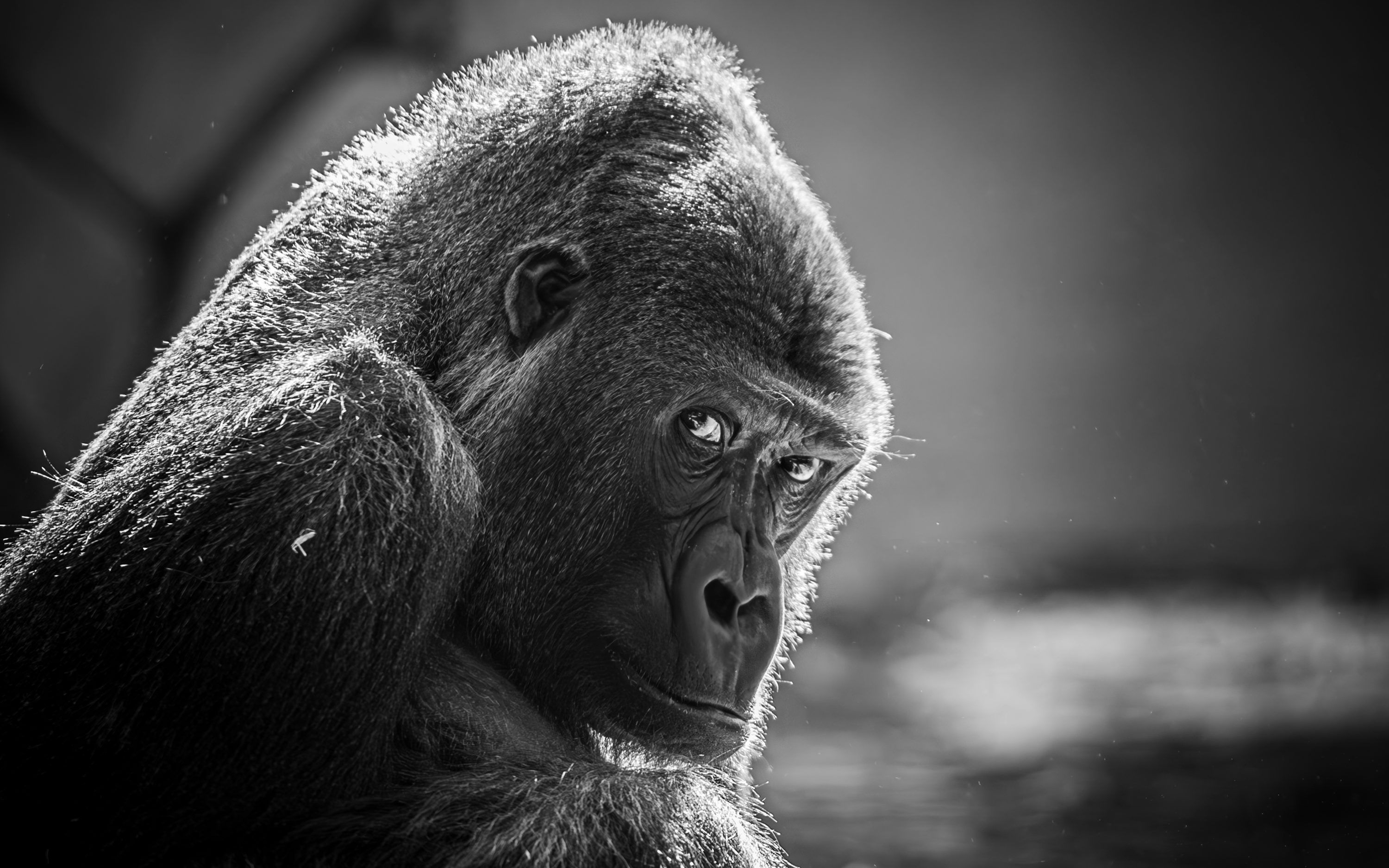 3000x1875 A black and white photo of a monkey photo