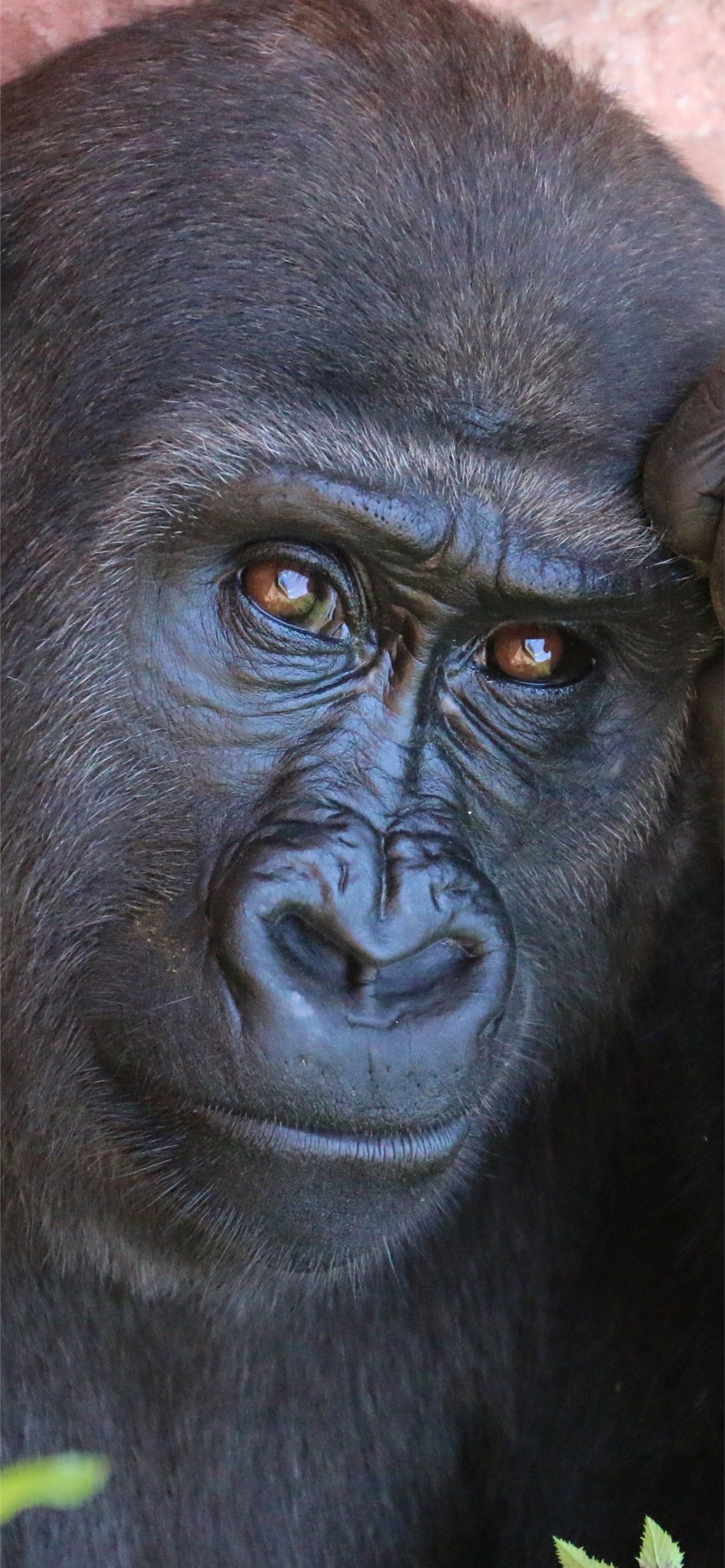 1284x2778 gorilla monkey primate Resolution HD Animals 4K Im. iPhone Wallpaper Free Download