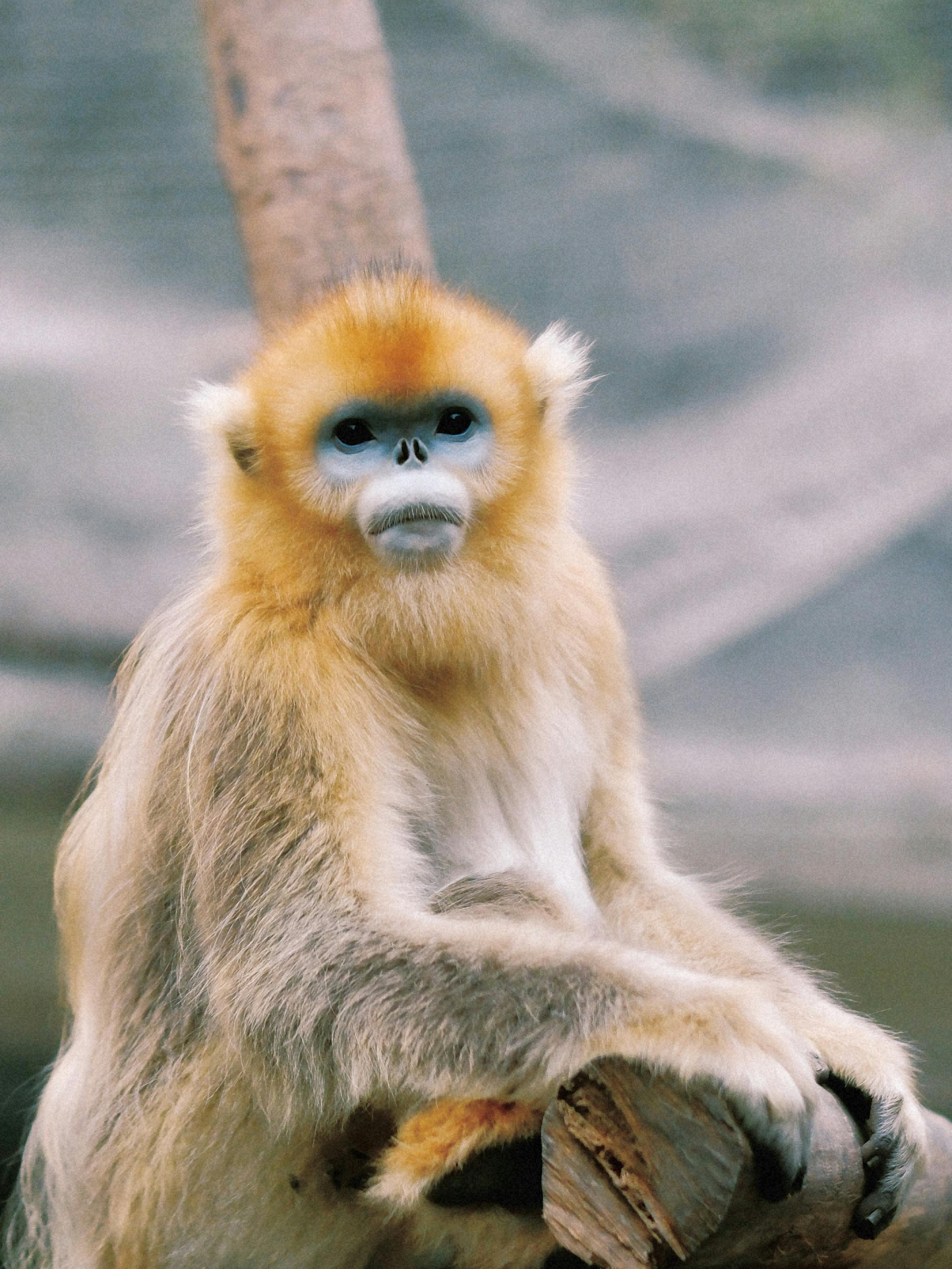 2592x3456 Golden Snub Nosed Monkey Photo, Download The BEST Free Golden Snub Nosed Monkey & HD Image