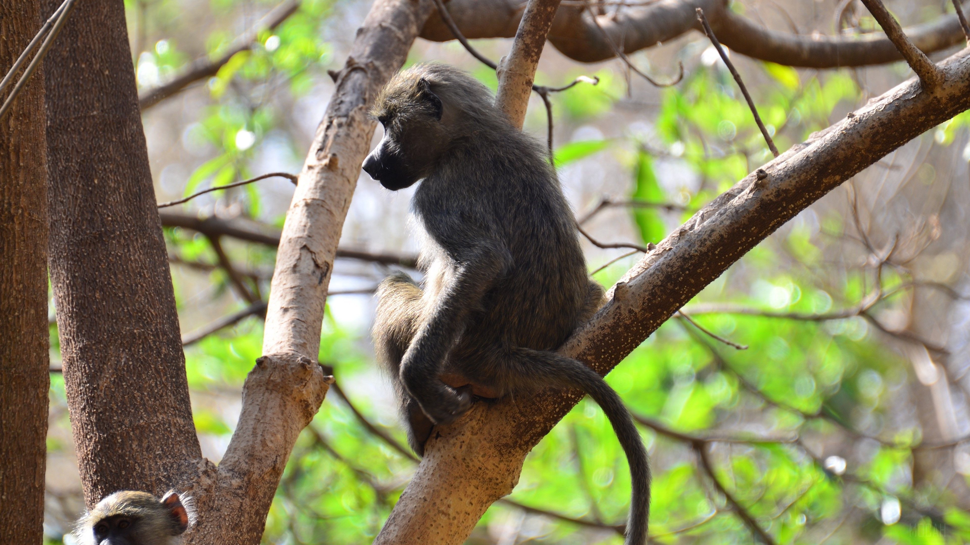 3840x2160 monkey, branch, sitting 4k, HD Wallpaper