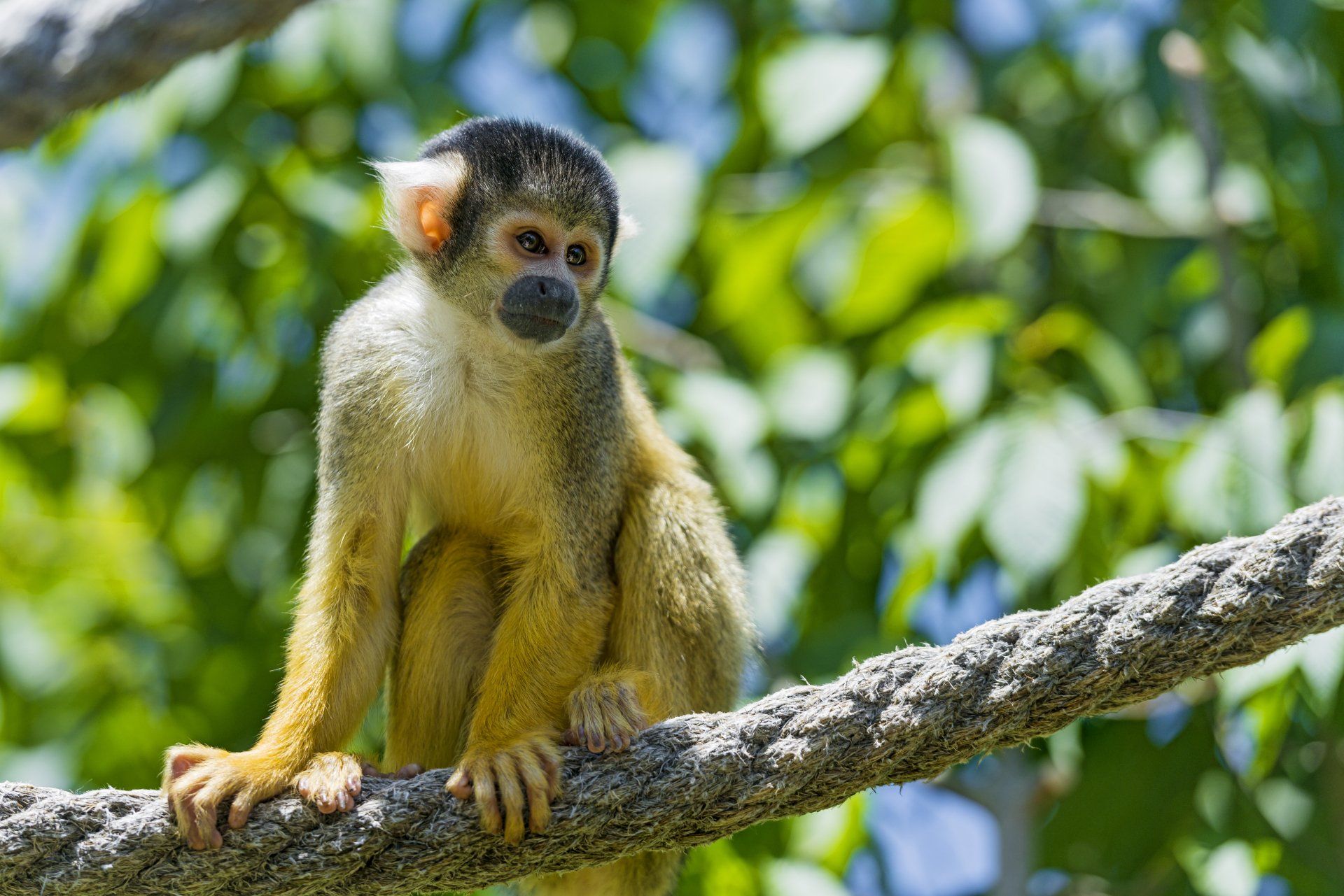1920x1281 Download Animal Squirrel Monkey 4k Ultra HD Wallpaper