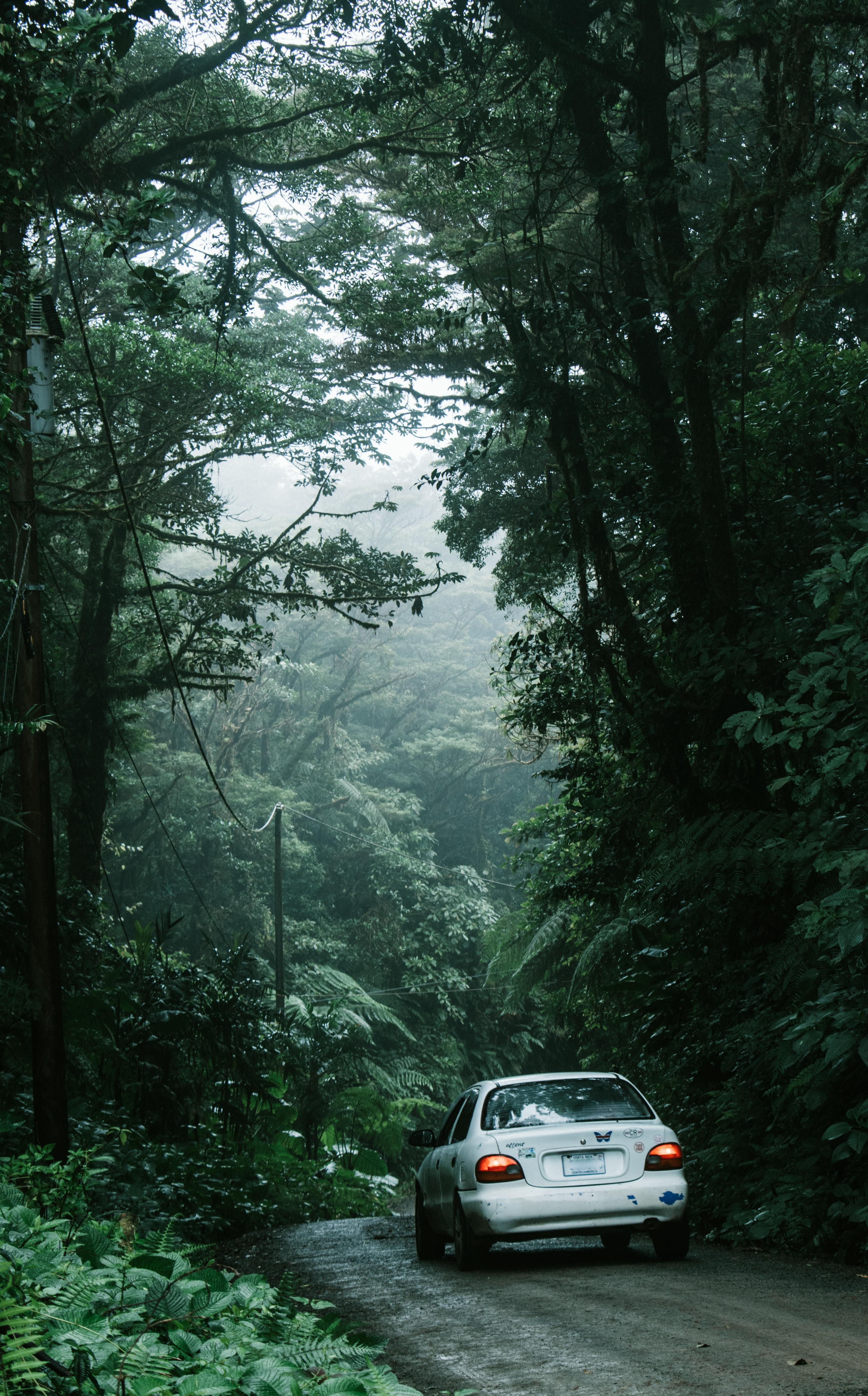 3253x5231 Car Driving on a Forest Road · Free