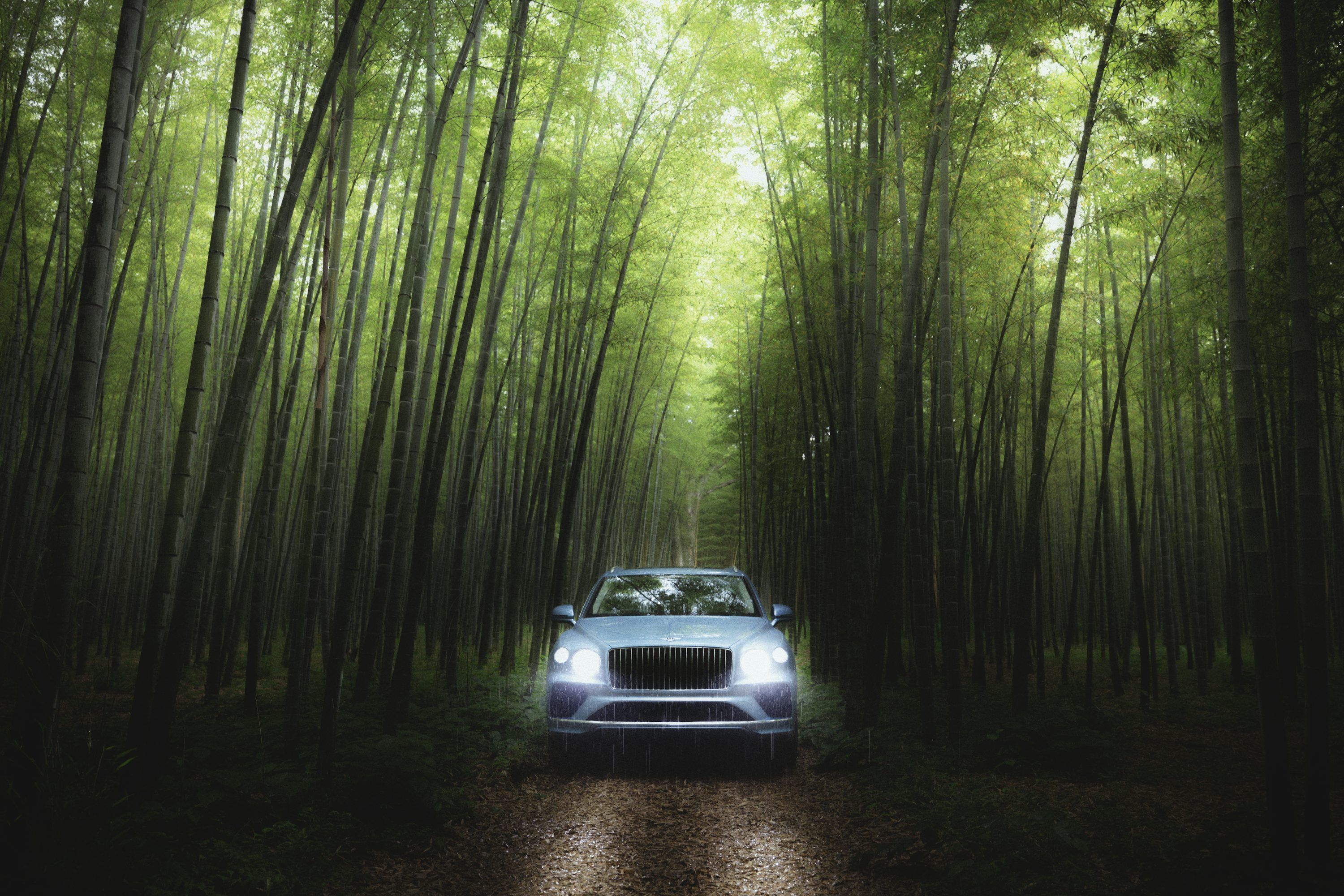 3000x2001 A car drives through a lush bamboo forest. photo