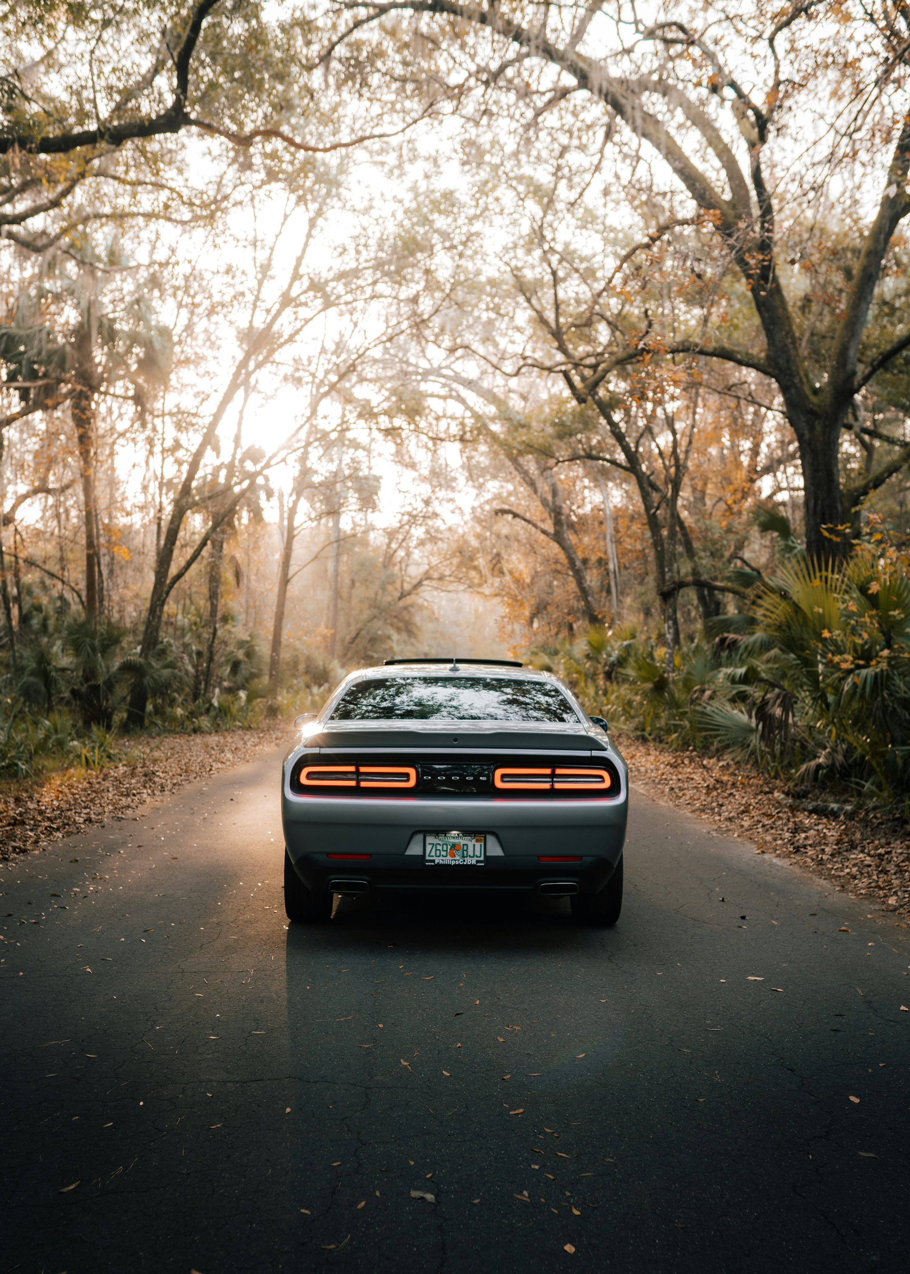 3000x4200 Black car on road between trees during daytime photo