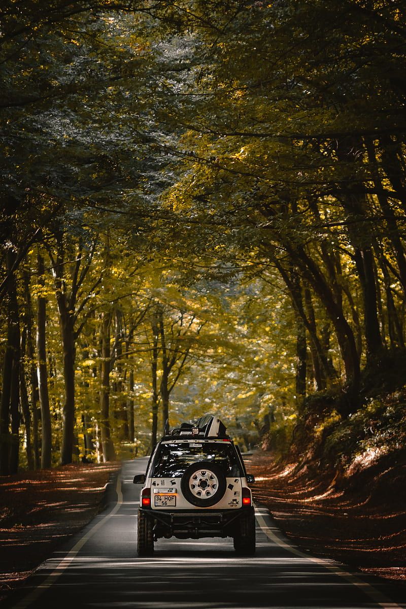 800x1200 HD forest road in cars wallpaper
