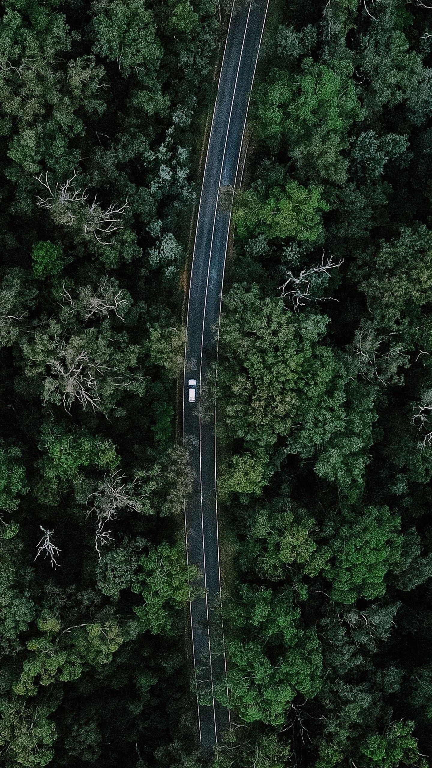 1440x2560 Aerial View Of Car On Road Between Forest 4K HD Forest Wallpaper