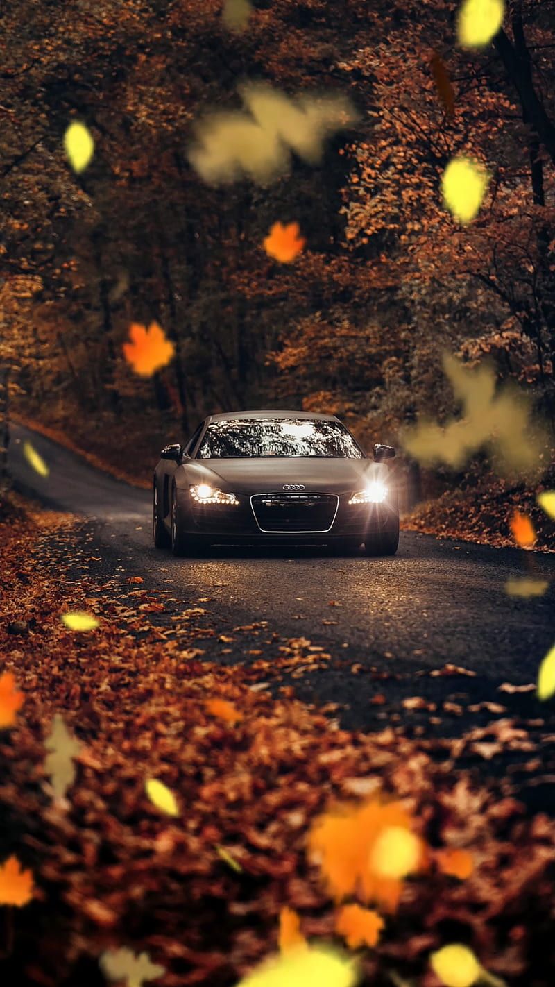 800x1422 Autumn Car, fall, forest, leaf, leaves, moody, orange, road, tree, HD phone wallpaper