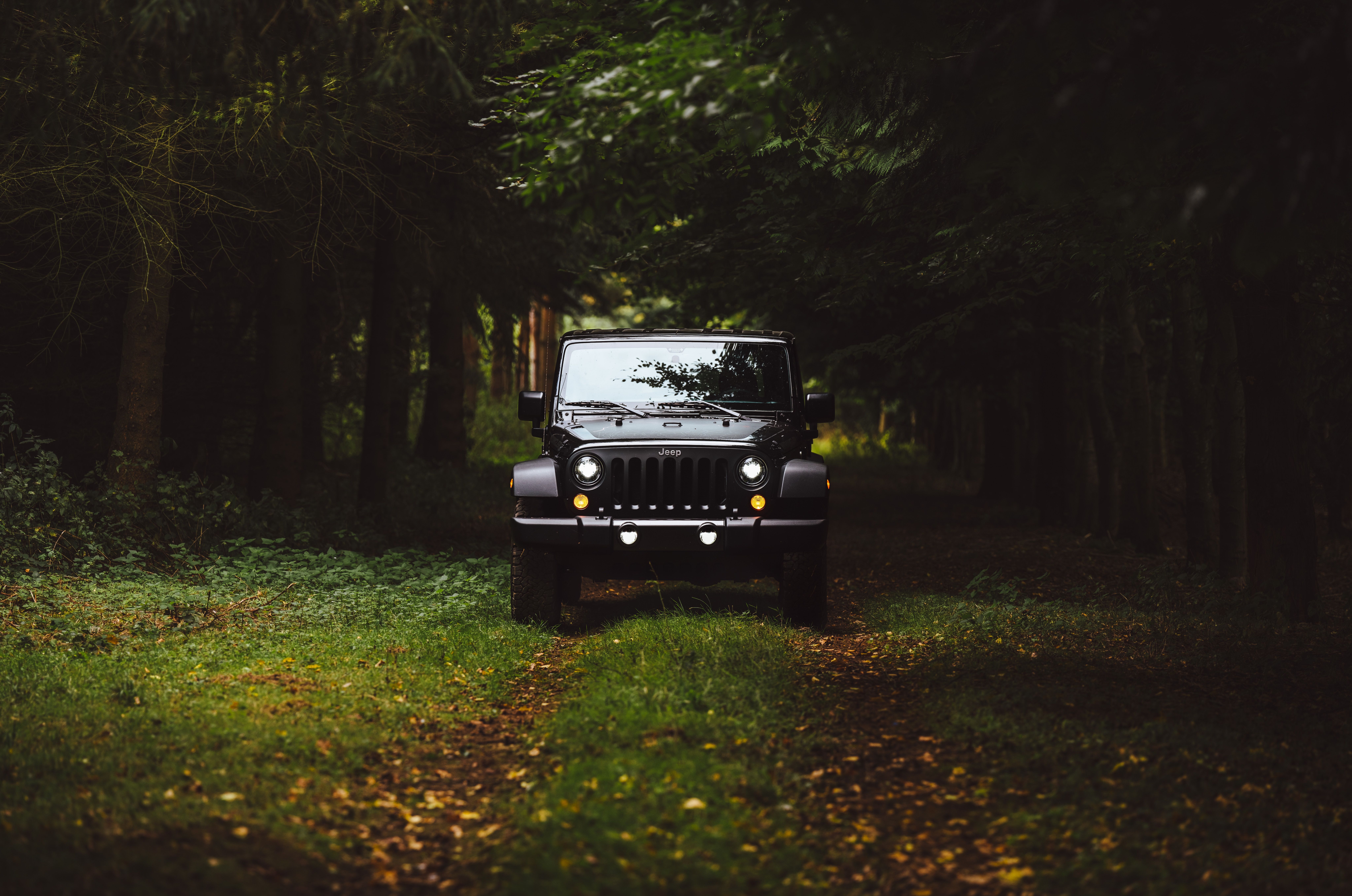 8192x5430 Download Forest Vehicle Jeep Wrangler 8k Ultra HD Wallpaper